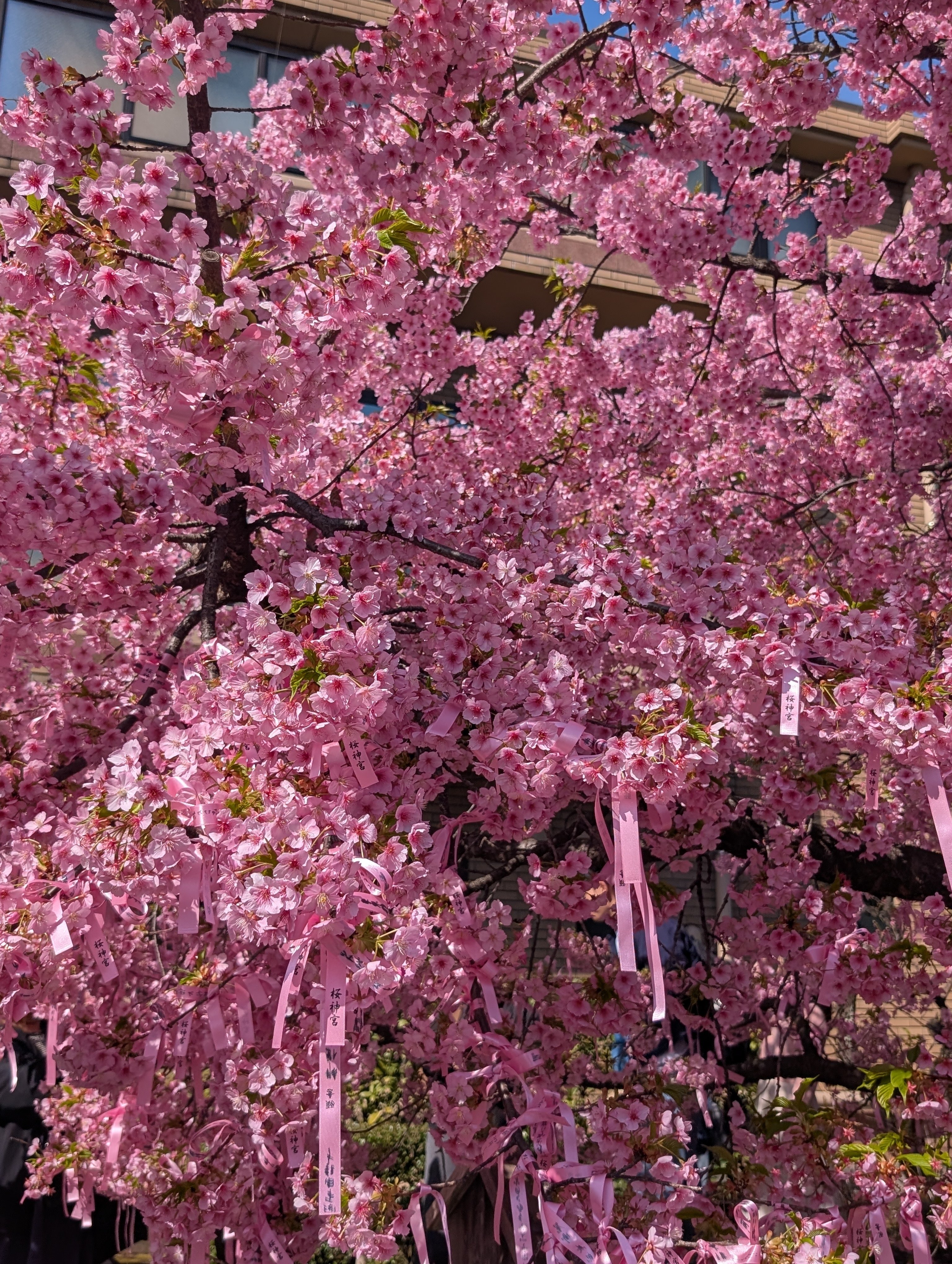 🌸⛩️初参拝🌸桜神宮👩‍❤️‍👨⛩️🌸｜もっちゃん🔮🐇
