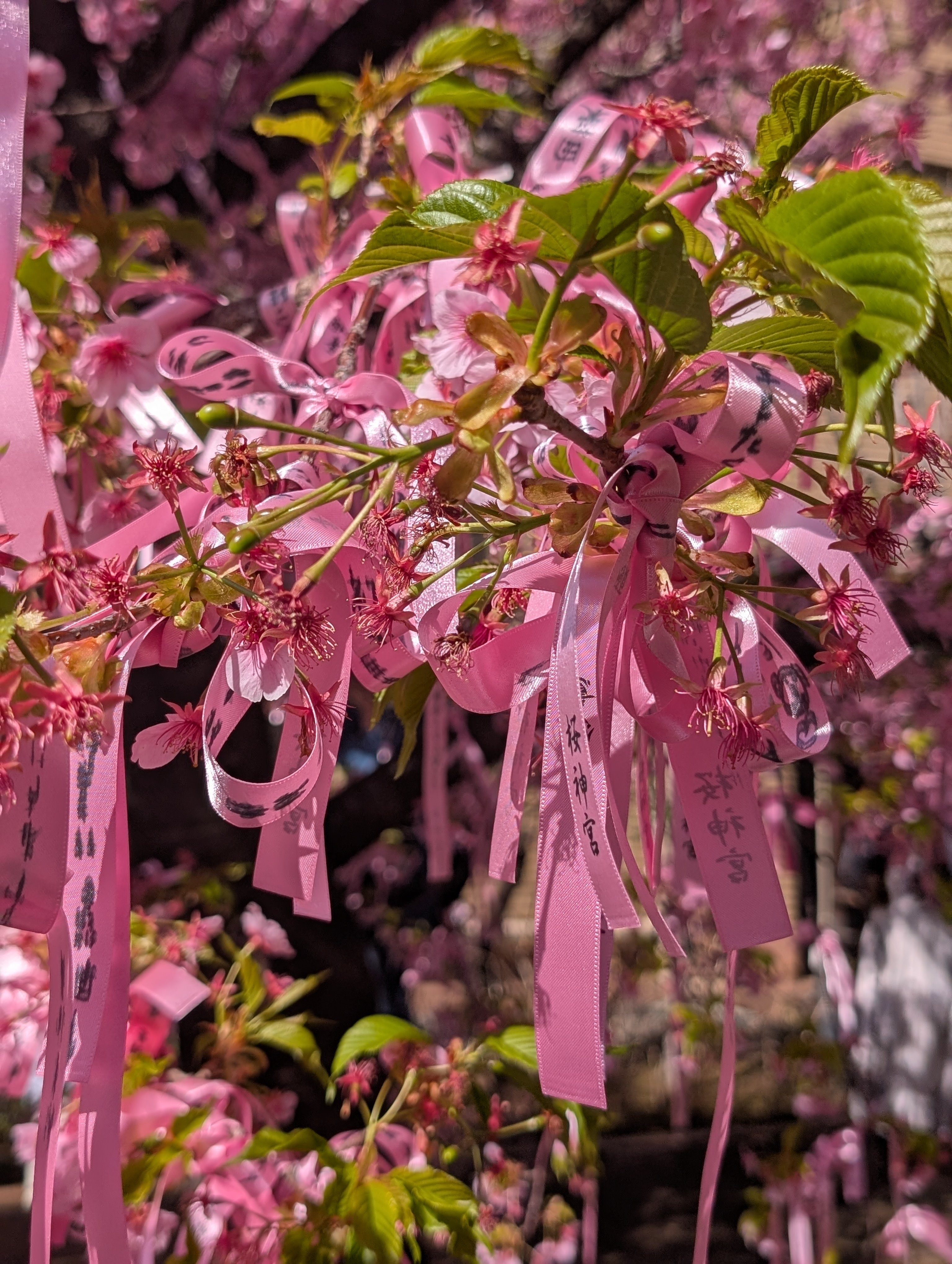 🌸⛩️初参拝🌸桜神宮👩‍❤️‍👨⛩️🌸｜もっちゃん🔮🐇