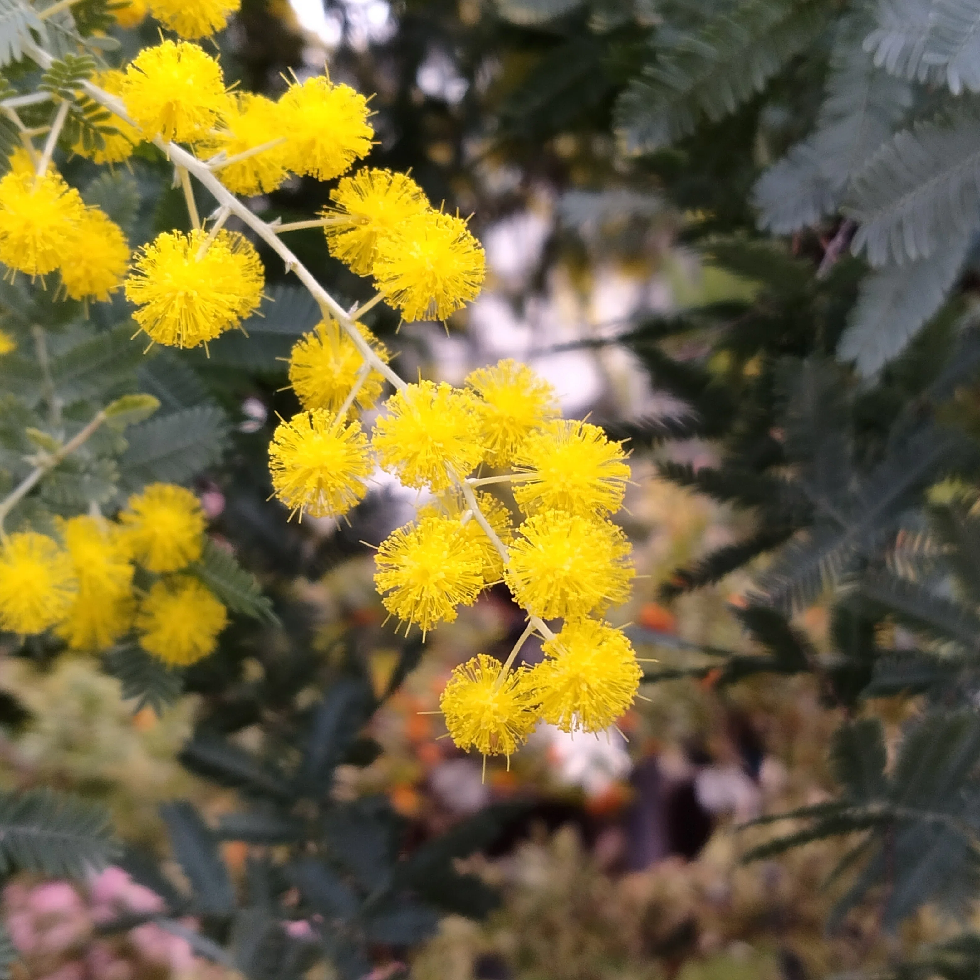 満開💛見頃のミモザ｜青野いるか
