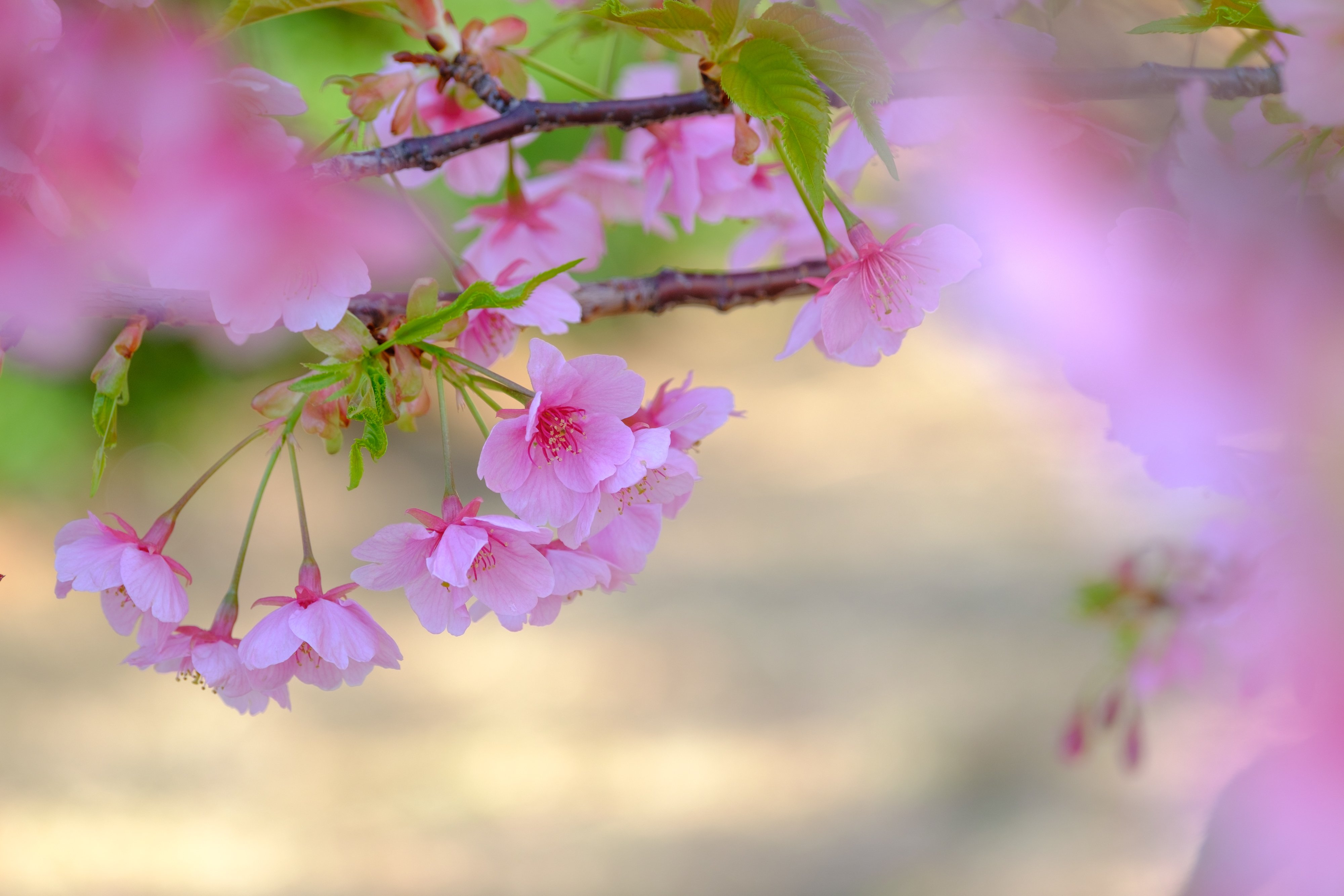 桜とサックス 〜 みなとみらい｜RURI