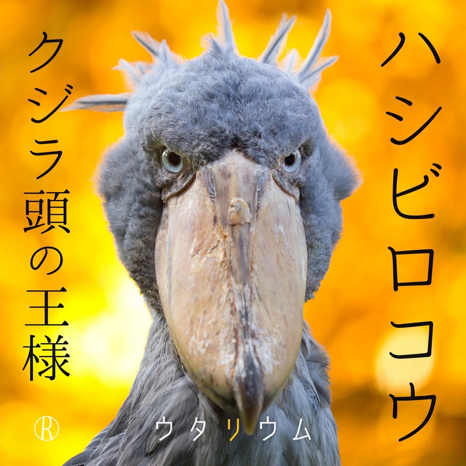 ハシビロコウ クジラ頭の王様｜ウタリウム｜レストインレコーズ 公式