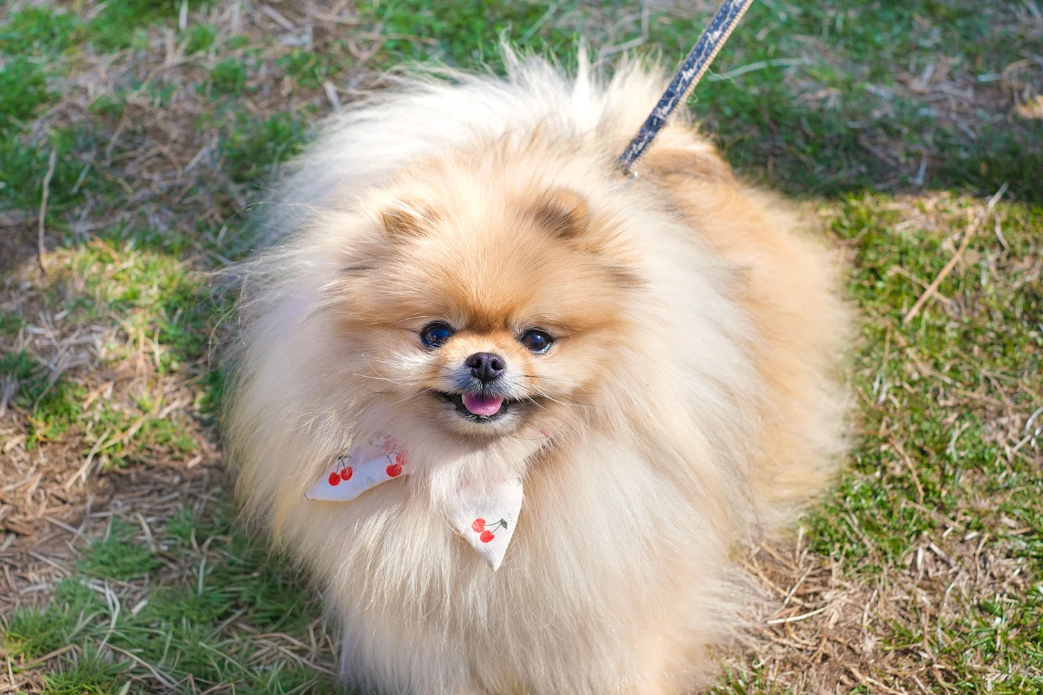 ヨーヨーワン インディーズソフビ ワン フェス 犬ソフビポメポメラニアン　アヒル 61kNPCJDiVL._AC_UF350,