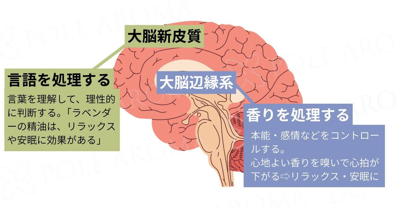 When Knowledge Gets in the Way of Your Sense of Smell | How to Choose ...