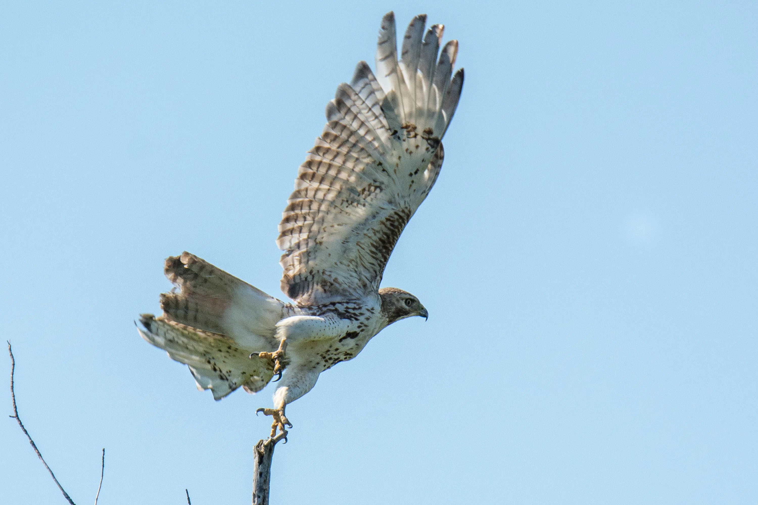 シカゴでバードウォッチング！】 Red-tailed Hawk アカオノスリ｜ローリー