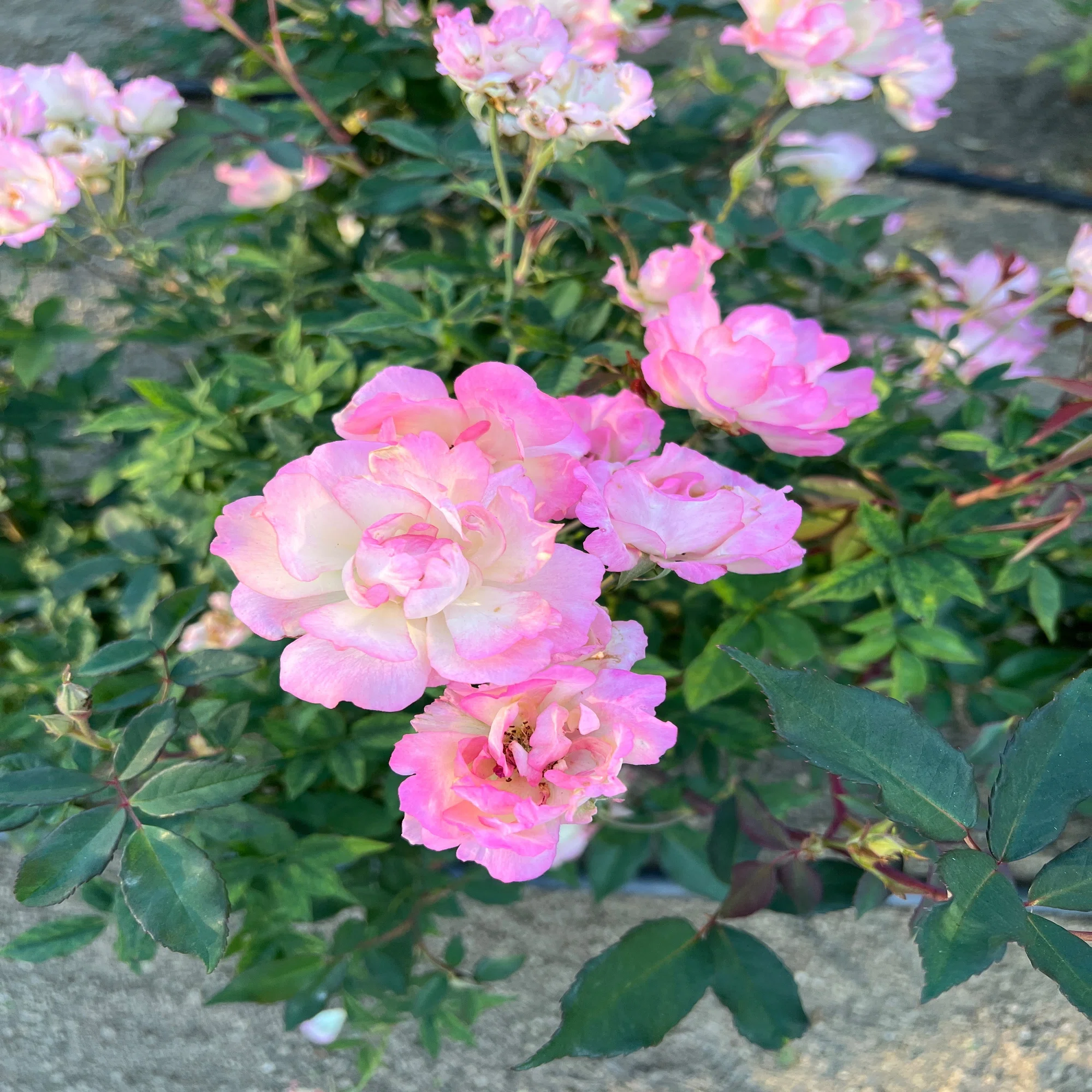 ??ベビー・ベティ（Baby Betty） ?中之島バラ園｜ぱぽにゃん?薔薇 