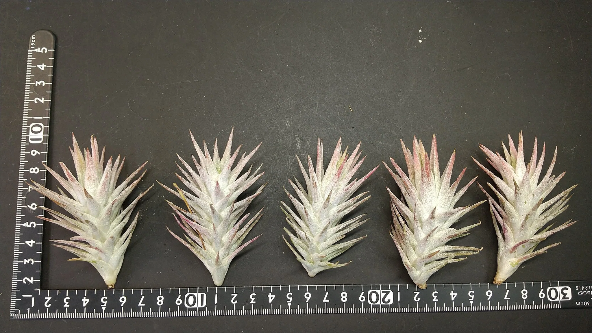 チランジア入荷リスト2/21｜NatureGarden🌿神田