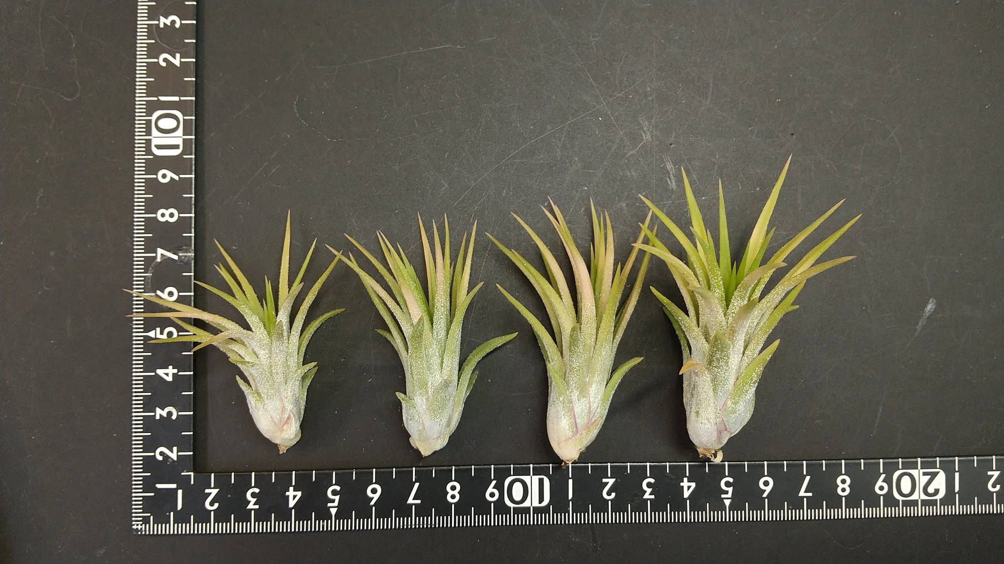 チランジア入荷リスト2/21｜NatureGarden🌿神田