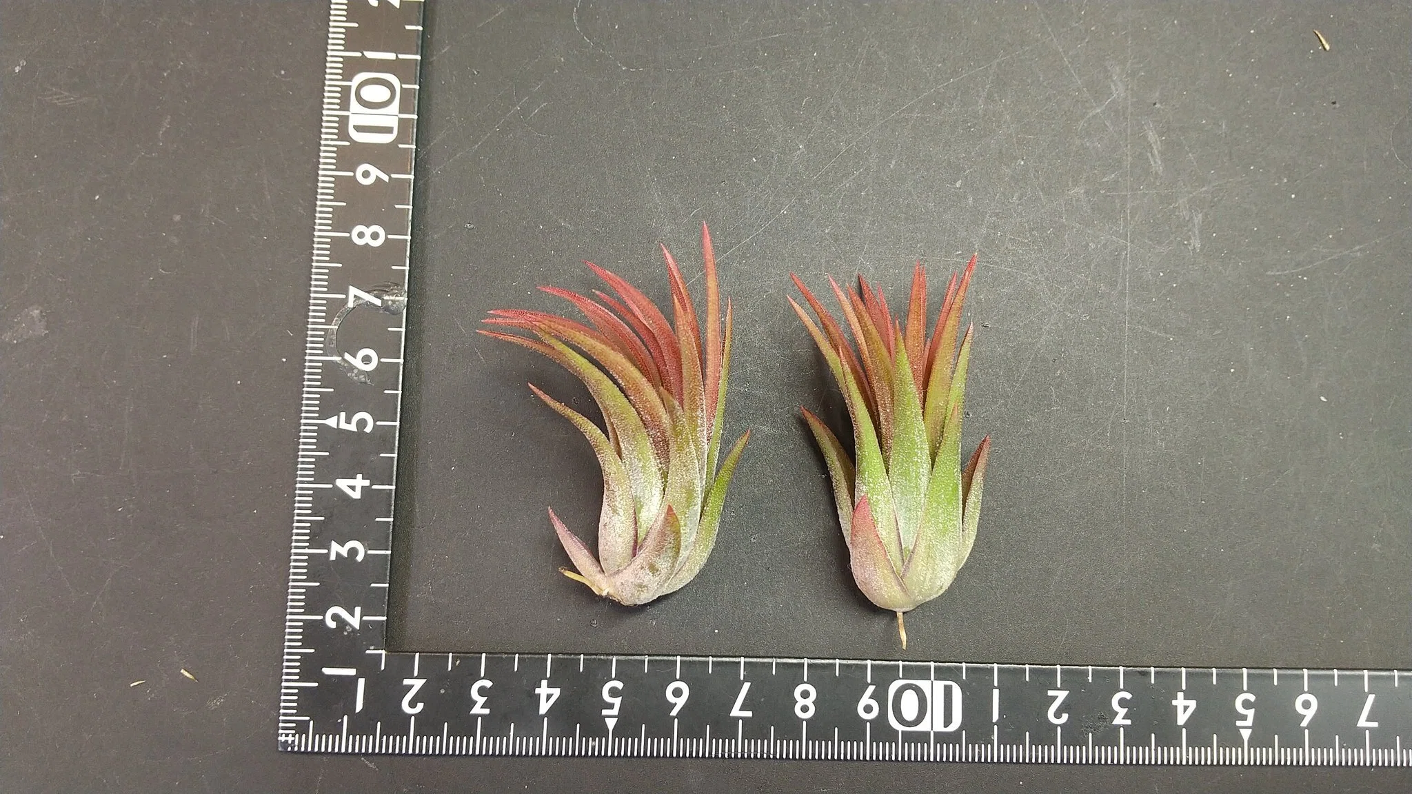 チランジア入荷リスト2/21｜NatureGarden🌿神田