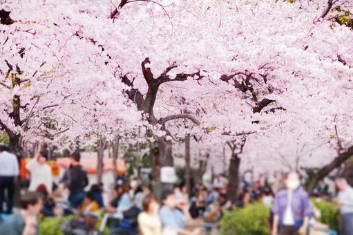 桜神様 25日頃 確認中 ご金額後日編集 桜神様 25日頃 【公式通販】
