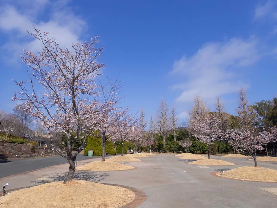 玉縄桜の原木を見に行く | OM SYSTEM OM-3 , TG-7｜borichan | 旅する