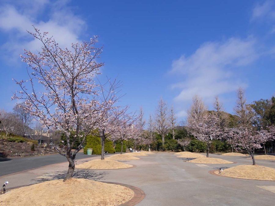 桜原木玉切、値下げしました。 玉縄桜の原木を見に行く | OM SYSTEM OM-3 , TG-7｜borichan | 旅する