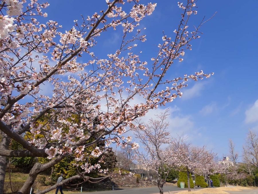 桜原木玉切、値下げしました。 玉縄桜の原木を見に行く | OM SYSTEM OM-3 , TG-7｜borichan | 旅する