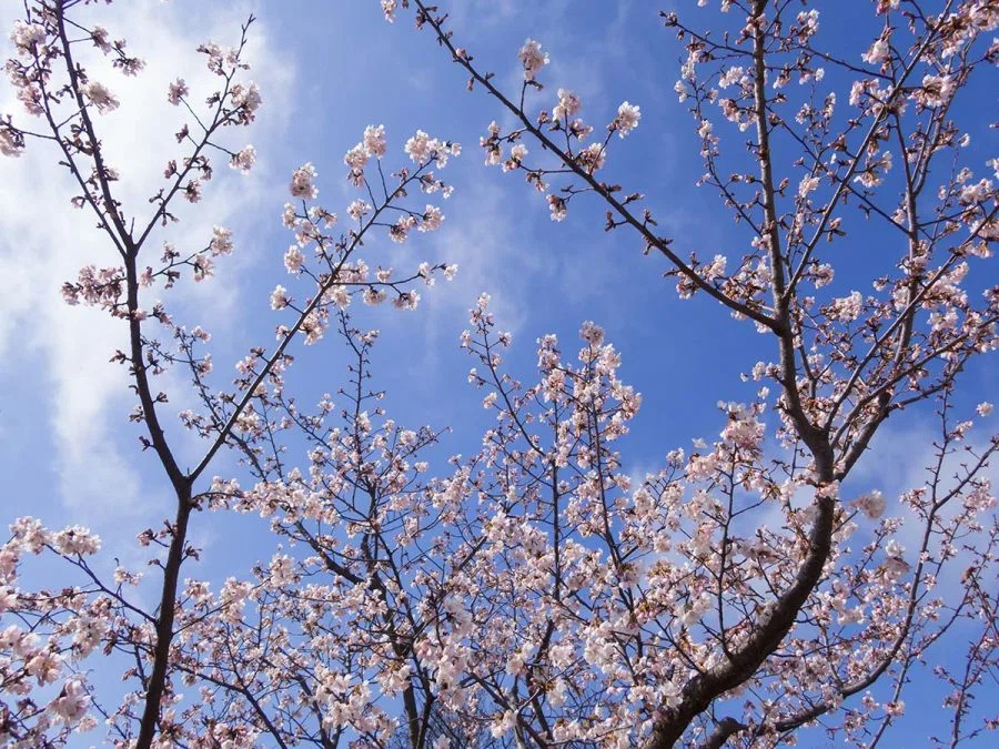玉縄桜の原木を見に行く | OM SYSTEM OM-3 , TG-7｜borichan | 旅する