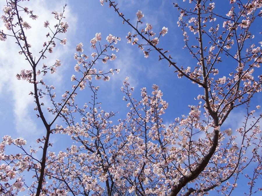 桜原木玉切、値下げしました。 玉縄桜の原木を見に行く | OM SYSTEM OM-3 , TG-7｜borichan | 旅する