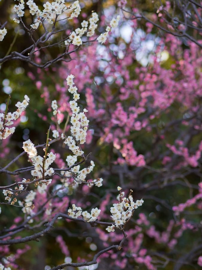 桜原木玉切、値下げしました。 玉縄桜の原木を見に行く | OM SYSTEM OM-3 , TG-7｜borichan | 旅する
