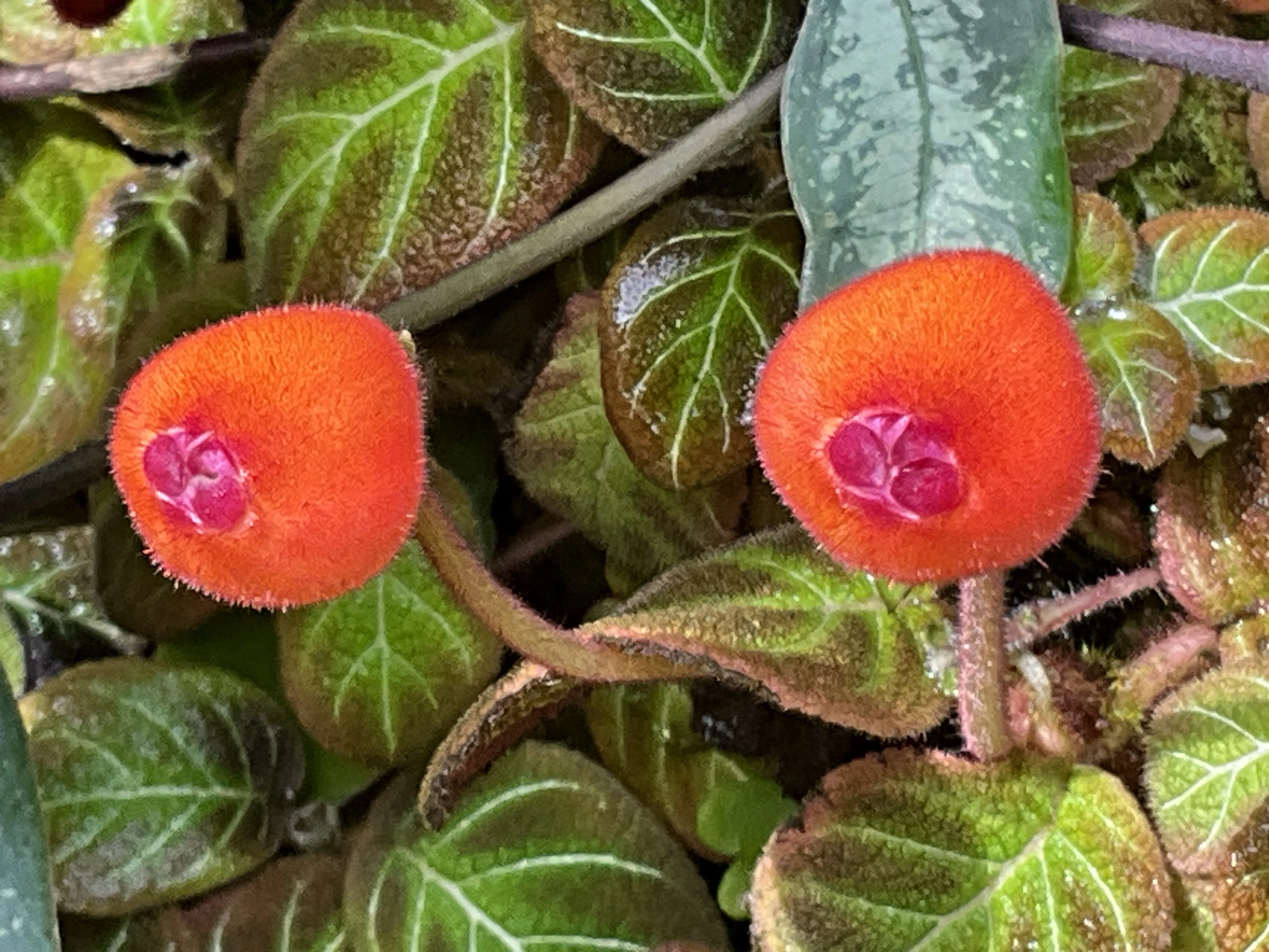 Pearcea hypocyrtiflora (Kyoto Botanical Gardens): March 2, 2026
