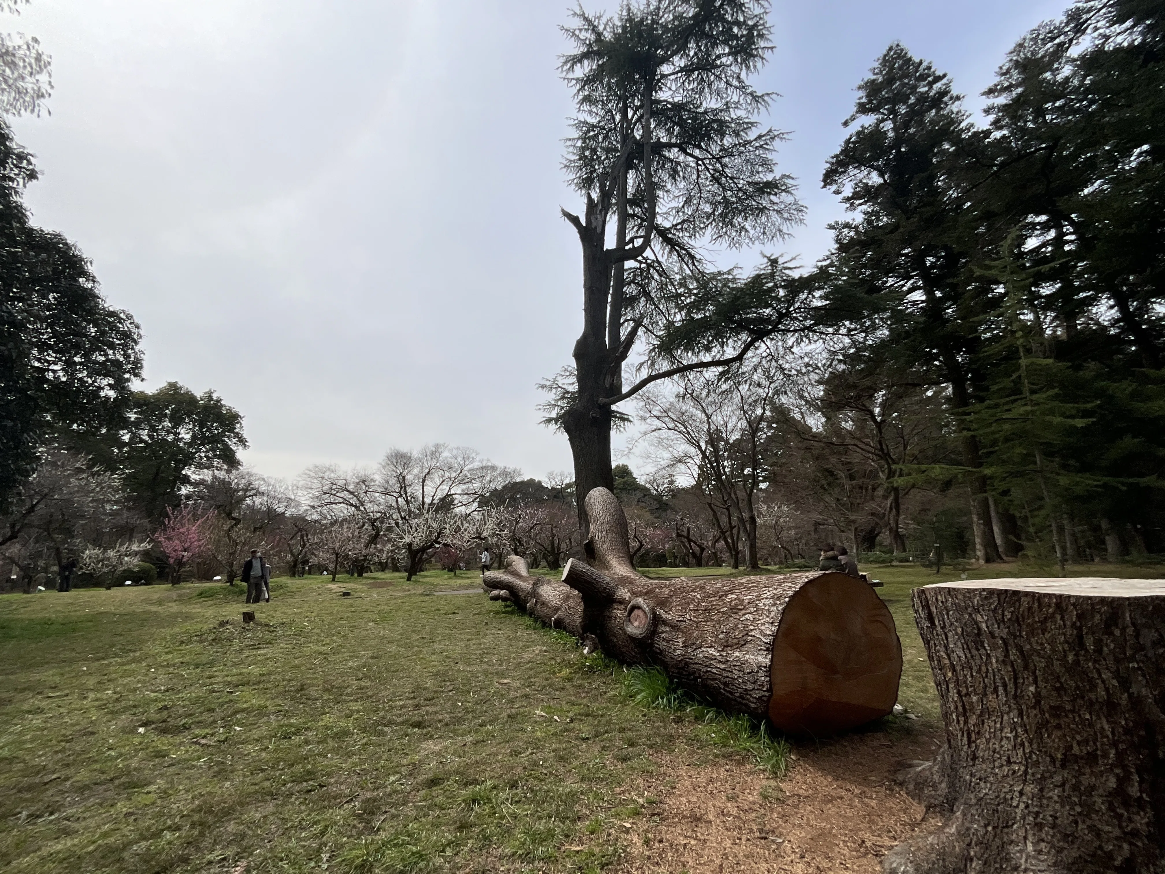 ヒマラヤスギ（京都府立植物園）No.115：2026年3月7日（土）｜藤井秀昭