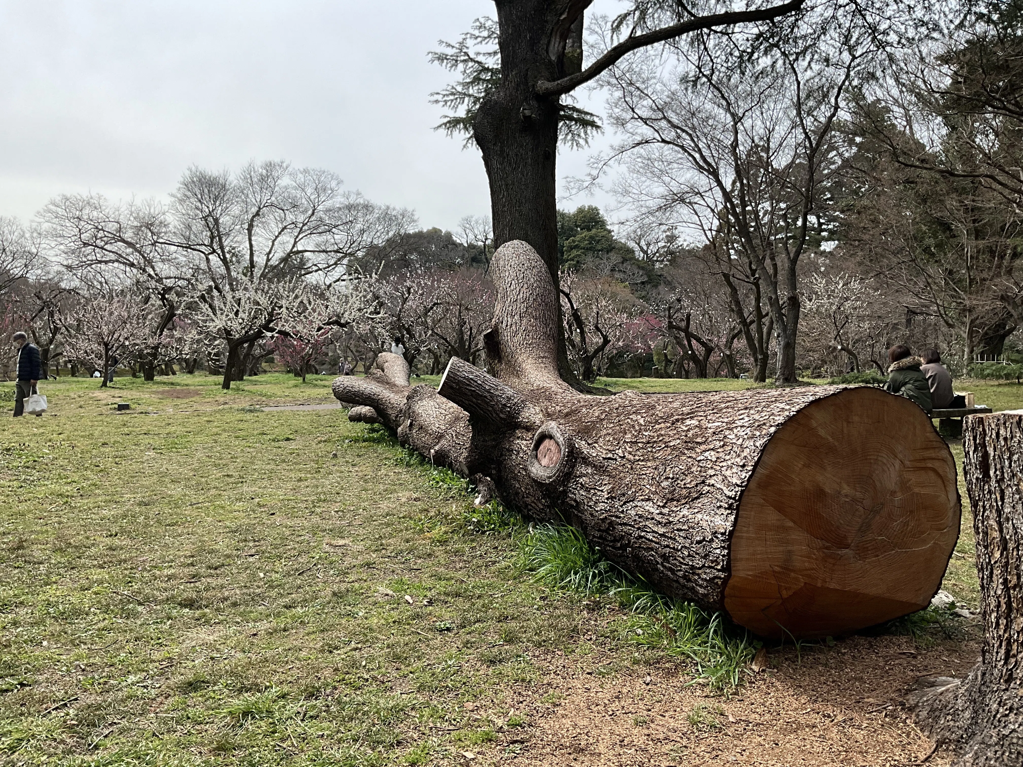 ヒマラヤスギ（京都府立植物園）No.115：2026年3月7日（土）｜藤井秀昭