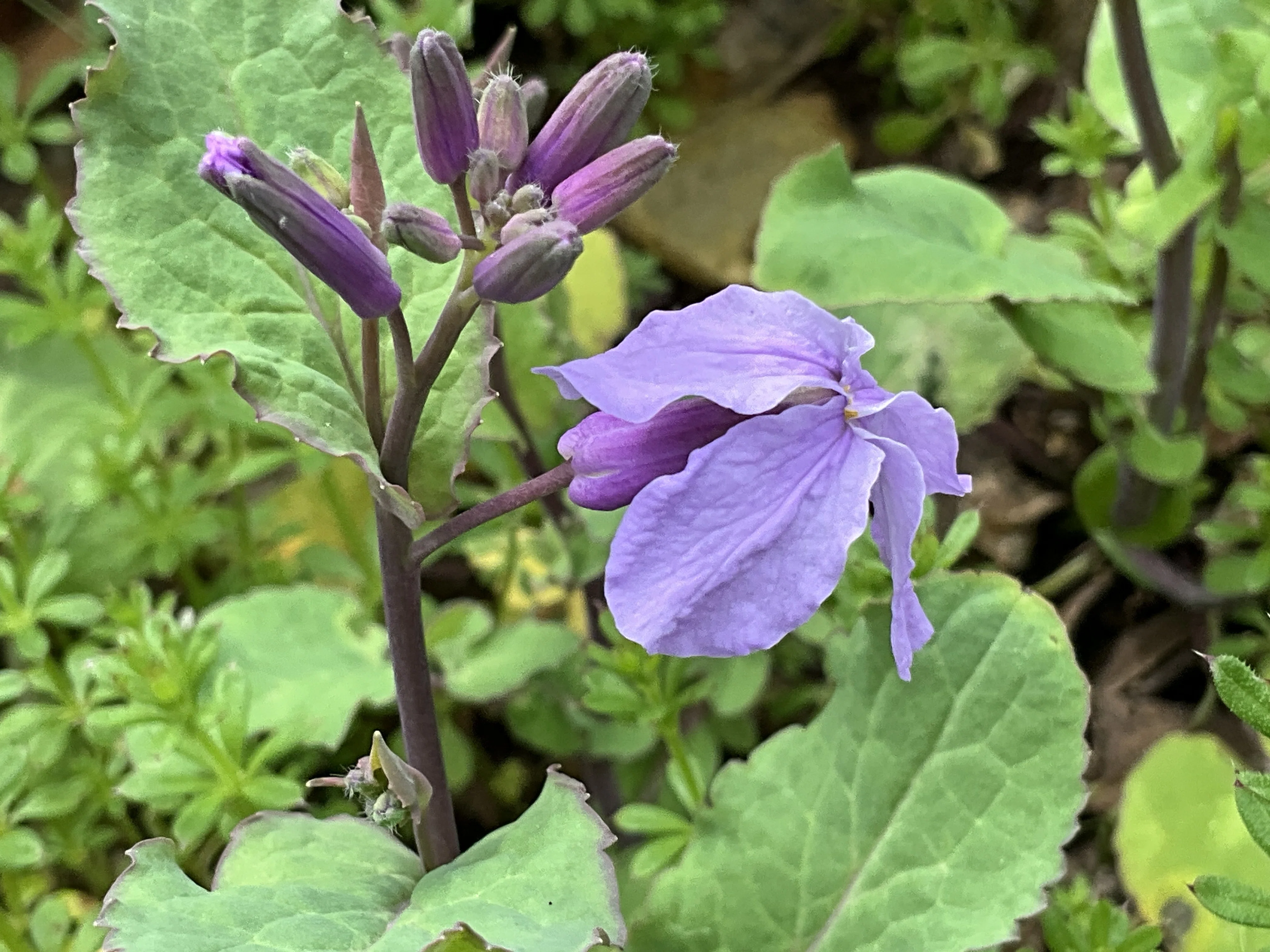 ショカツサイ（京都府立植物園）：2026年3月9日（月）｜藤井秀昭