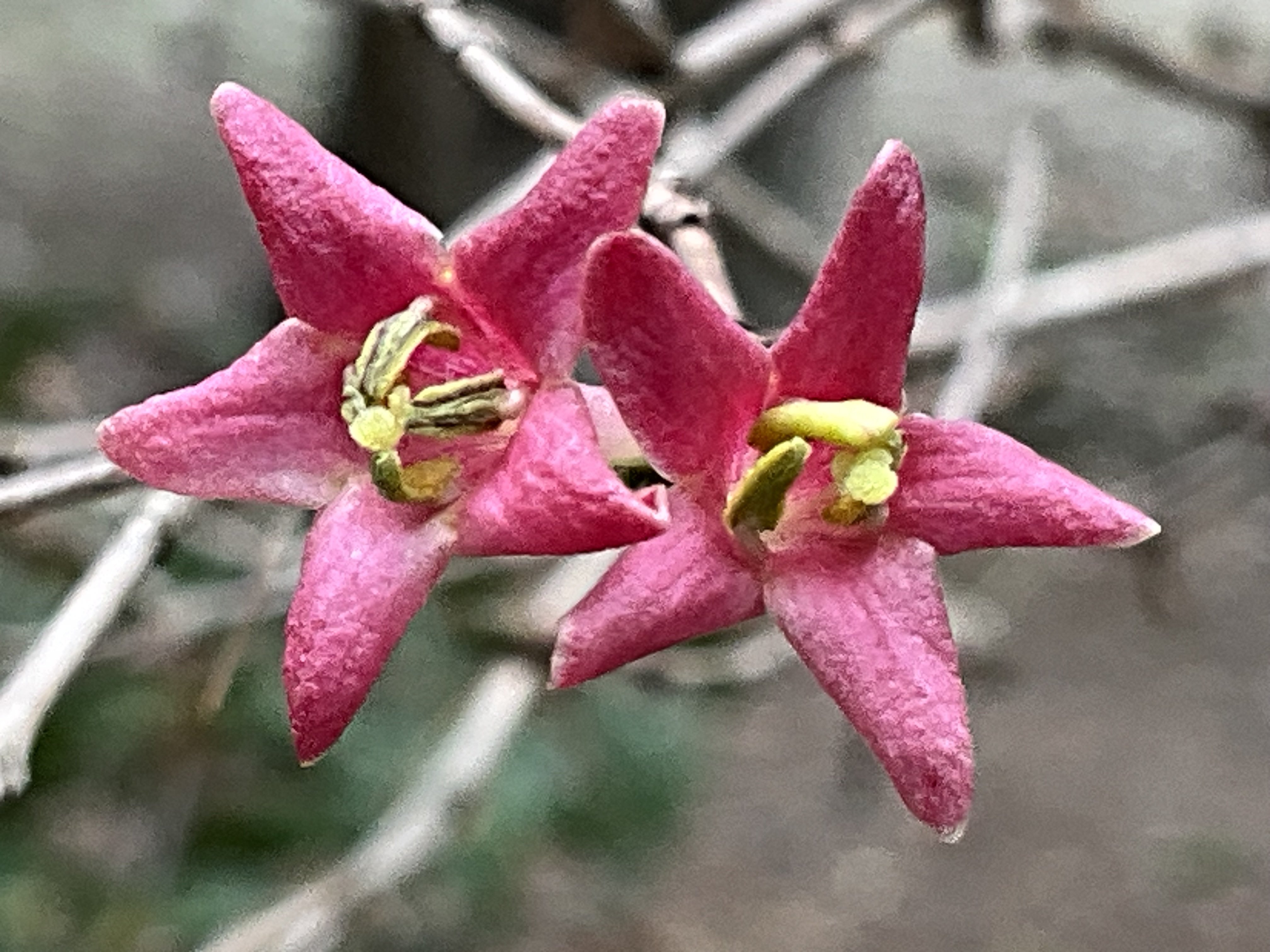 ウグイスカグラ（京都府立植物園）：2026年3月3日（火）｜藤井秀昭