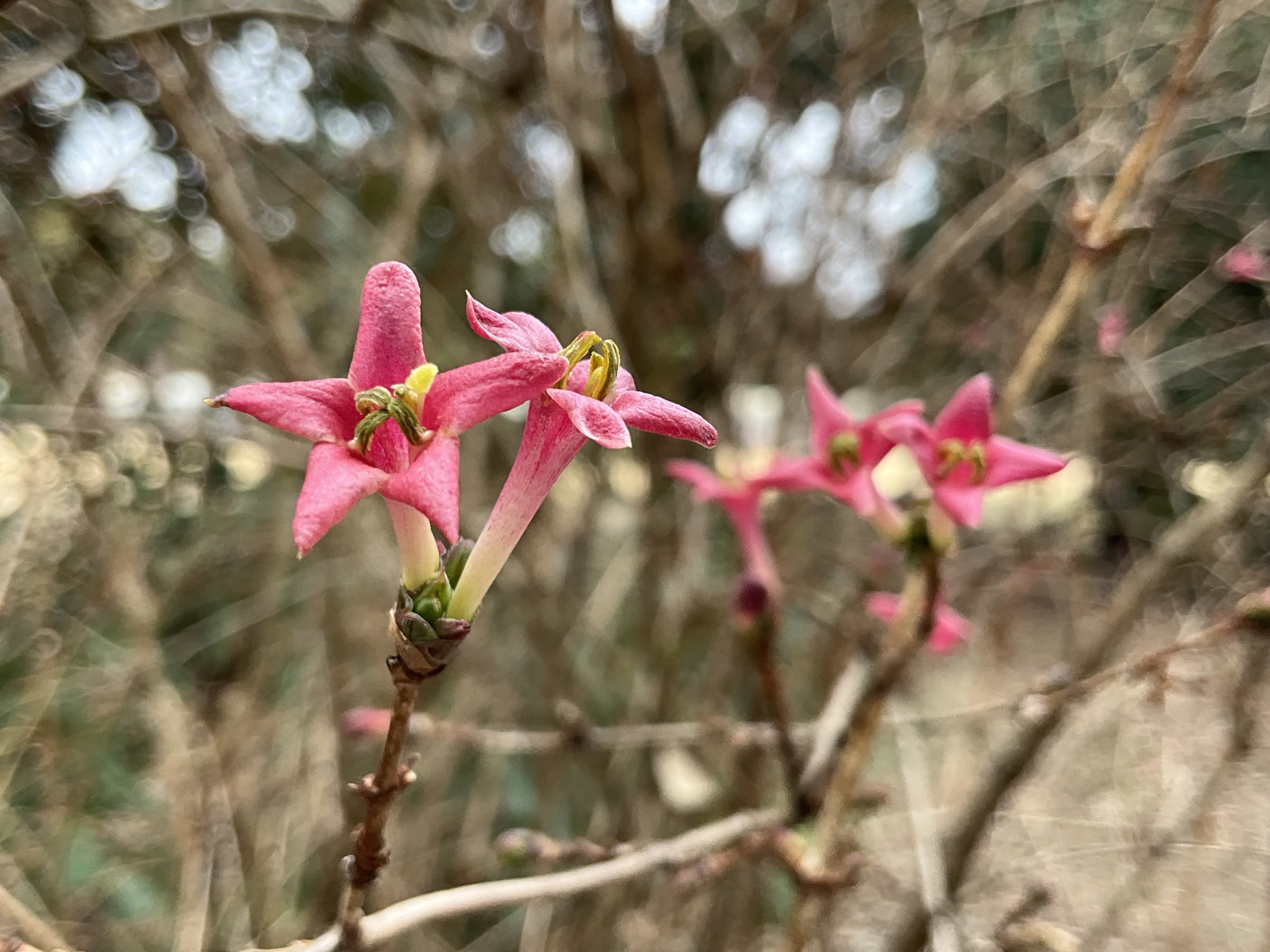 ウグイスカグラ（京都府立植物園）：2026年3月3日（火）｜藤井秀昭