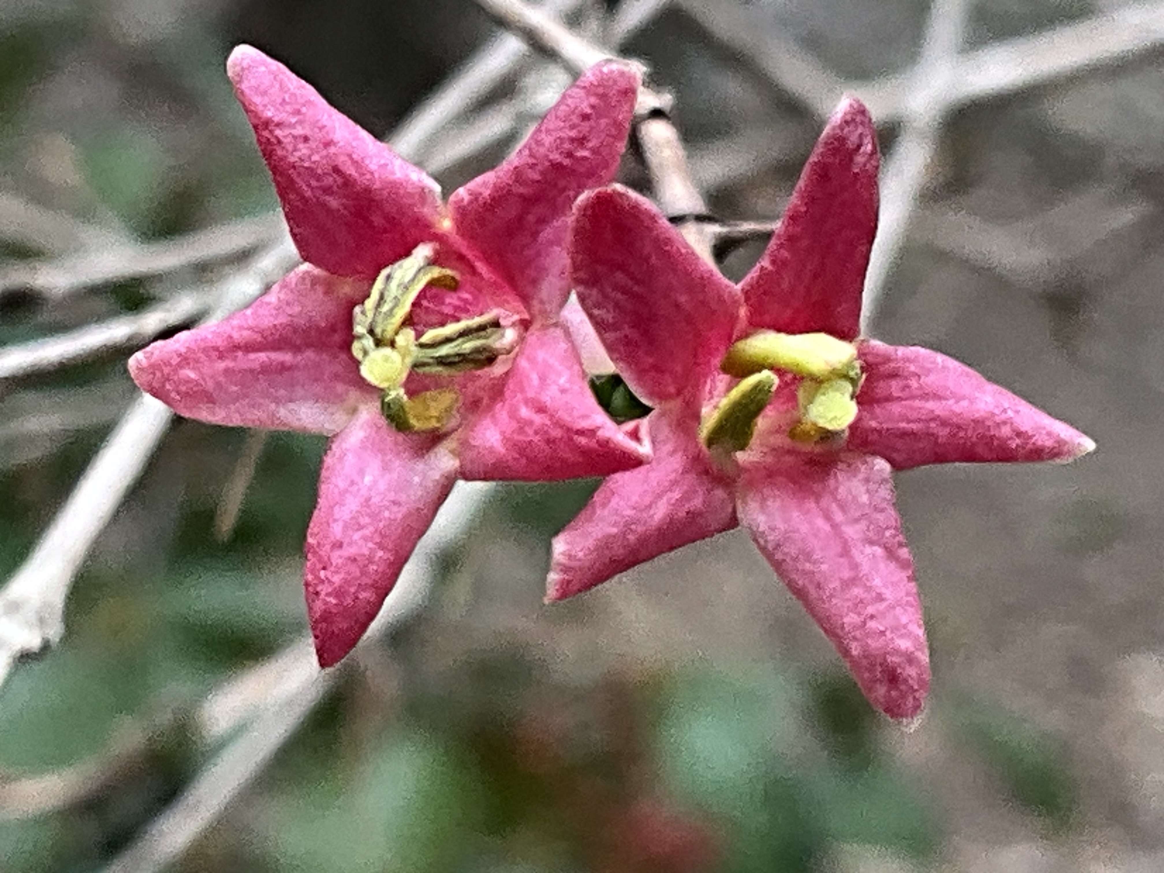 ウグイスカグラ（京都府立植物園）：2026年3月3日（火）｜藤井秀昭