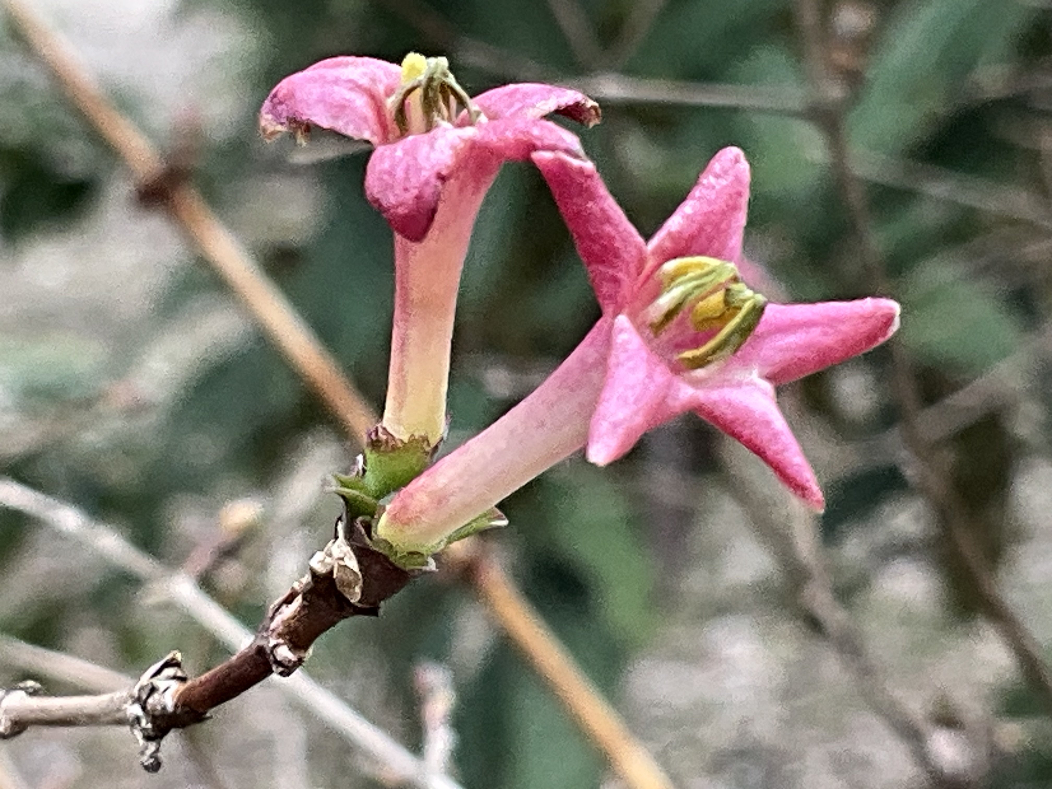 ウグイスカグラ（京都府立植物園）：2026年3月3日（火）｜藤井秀昭