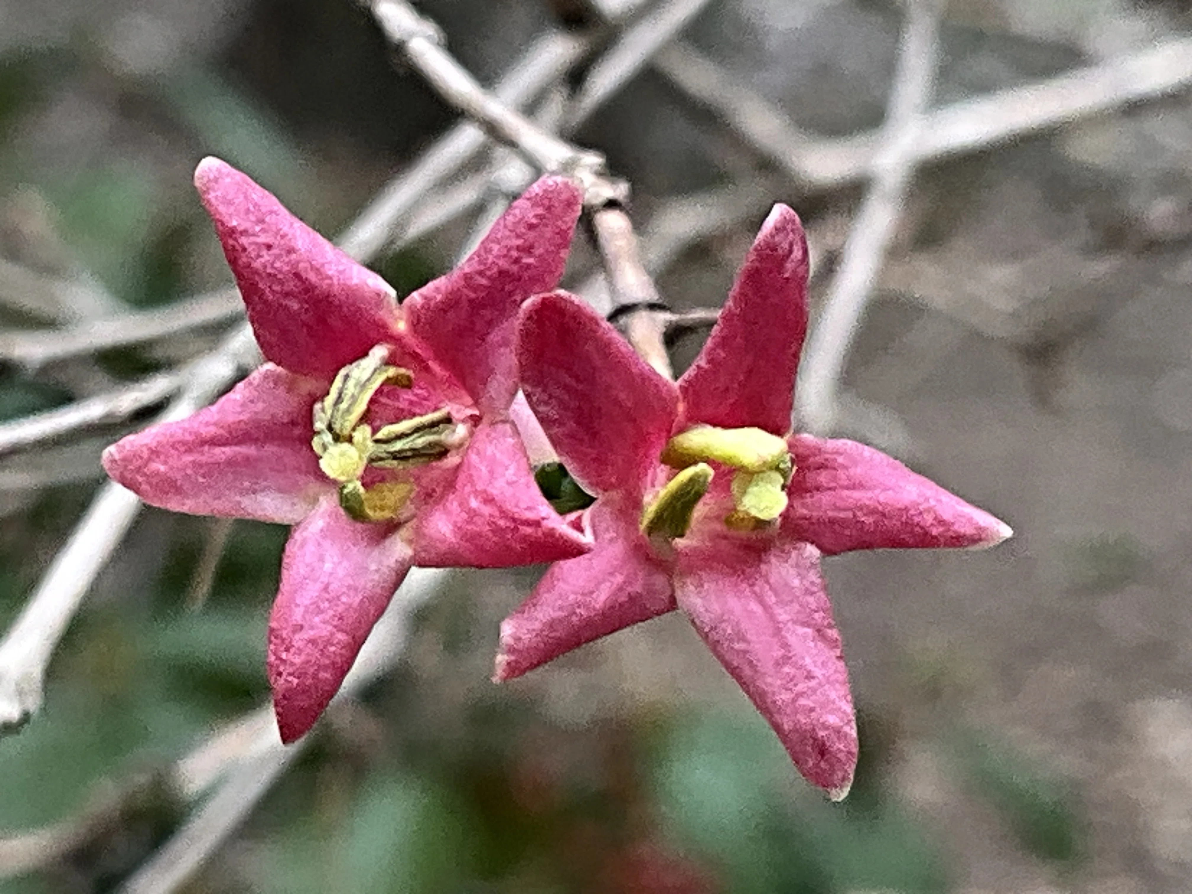 ウグイスカグラ（京都府立植物園）：2026年3月3日（火）｜藤井秀昭