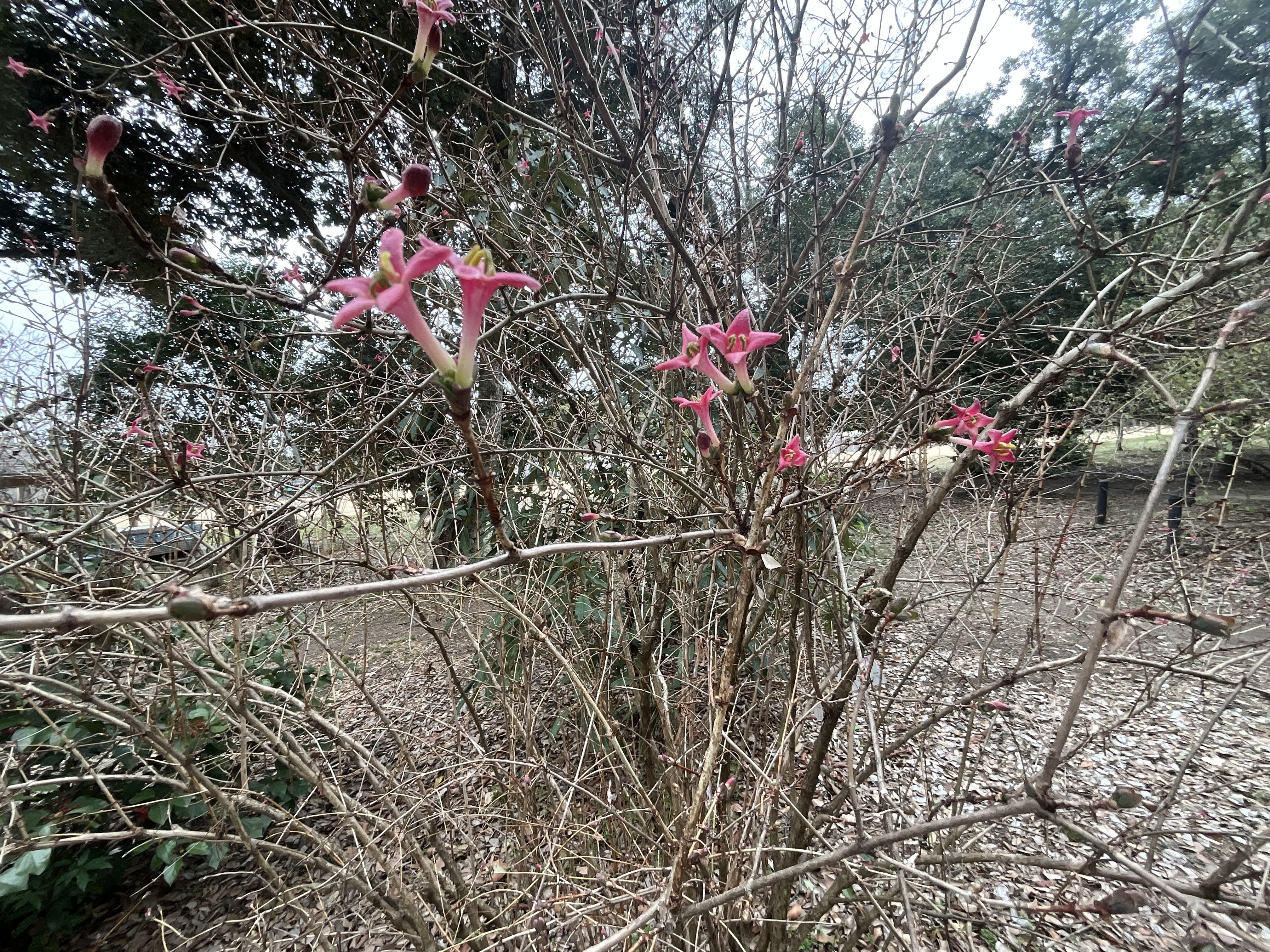 ウグイスカグラ（京都府立植物園）：2026年3月3日（火）｜藤井秀昭