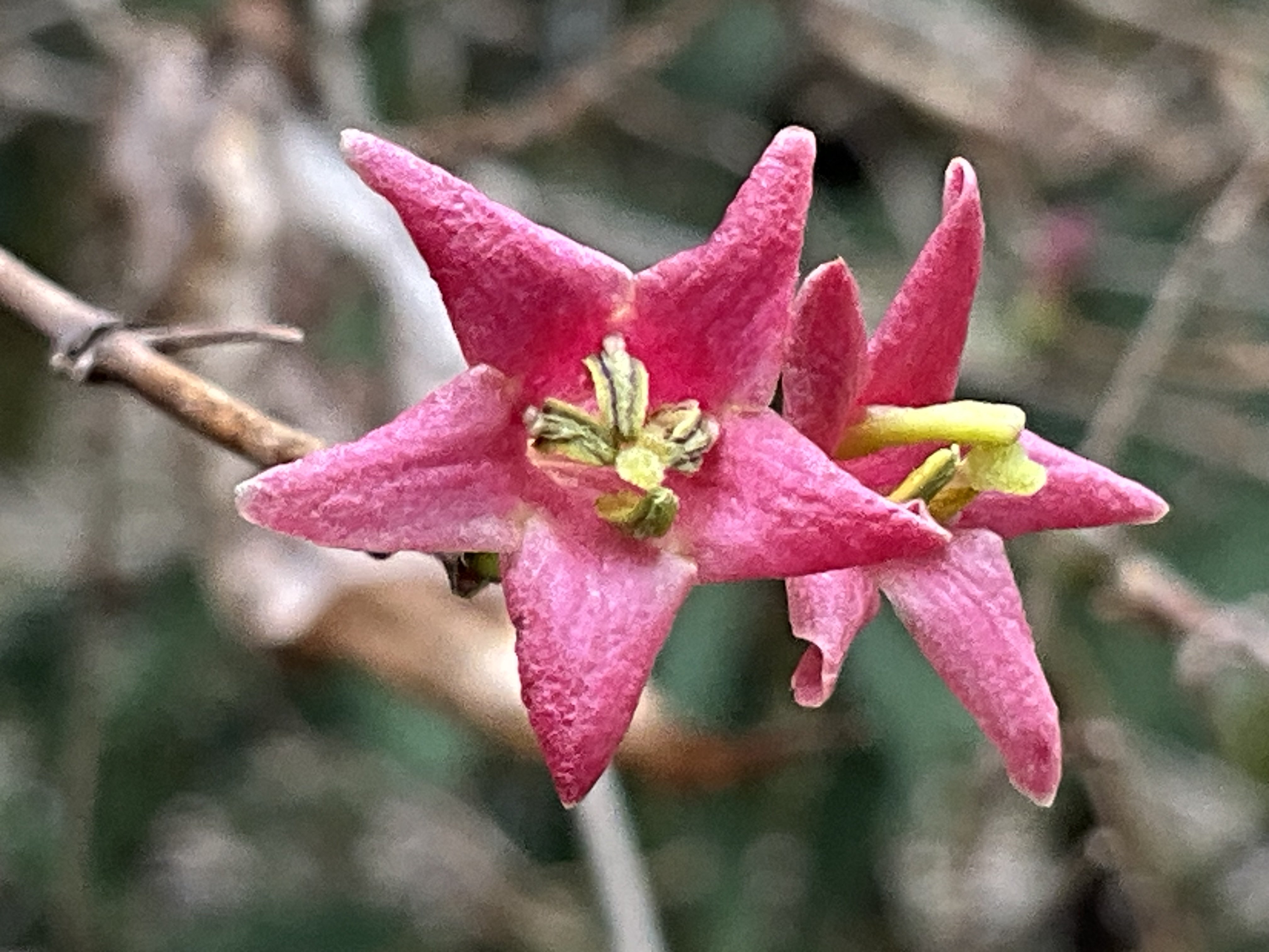 ウグイスカグラ（京都府立植物園）：2026年3月3日（火）｜藤井秀昭