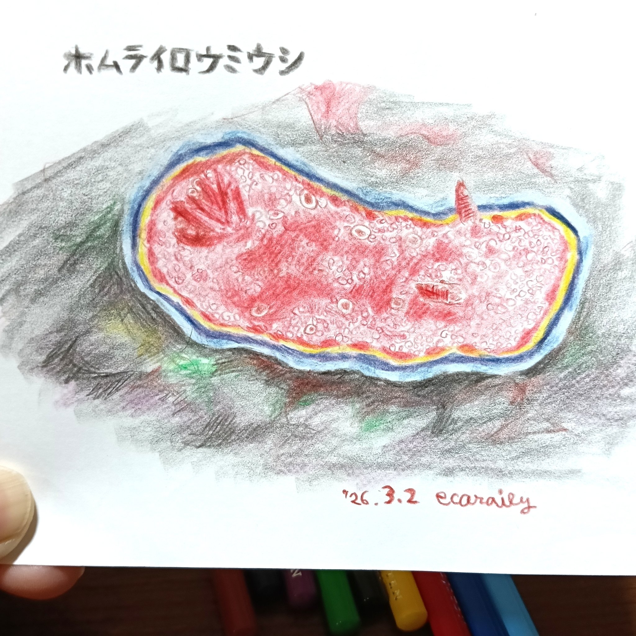 色鉛筆画0302｜エカレエリ@詩-絵-自主制作