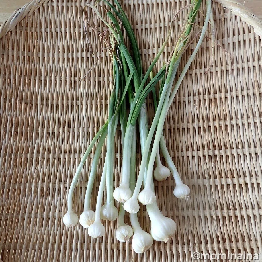【料理歳時記】季節の料理散歩(三月)野蒜のぬた|mominaina