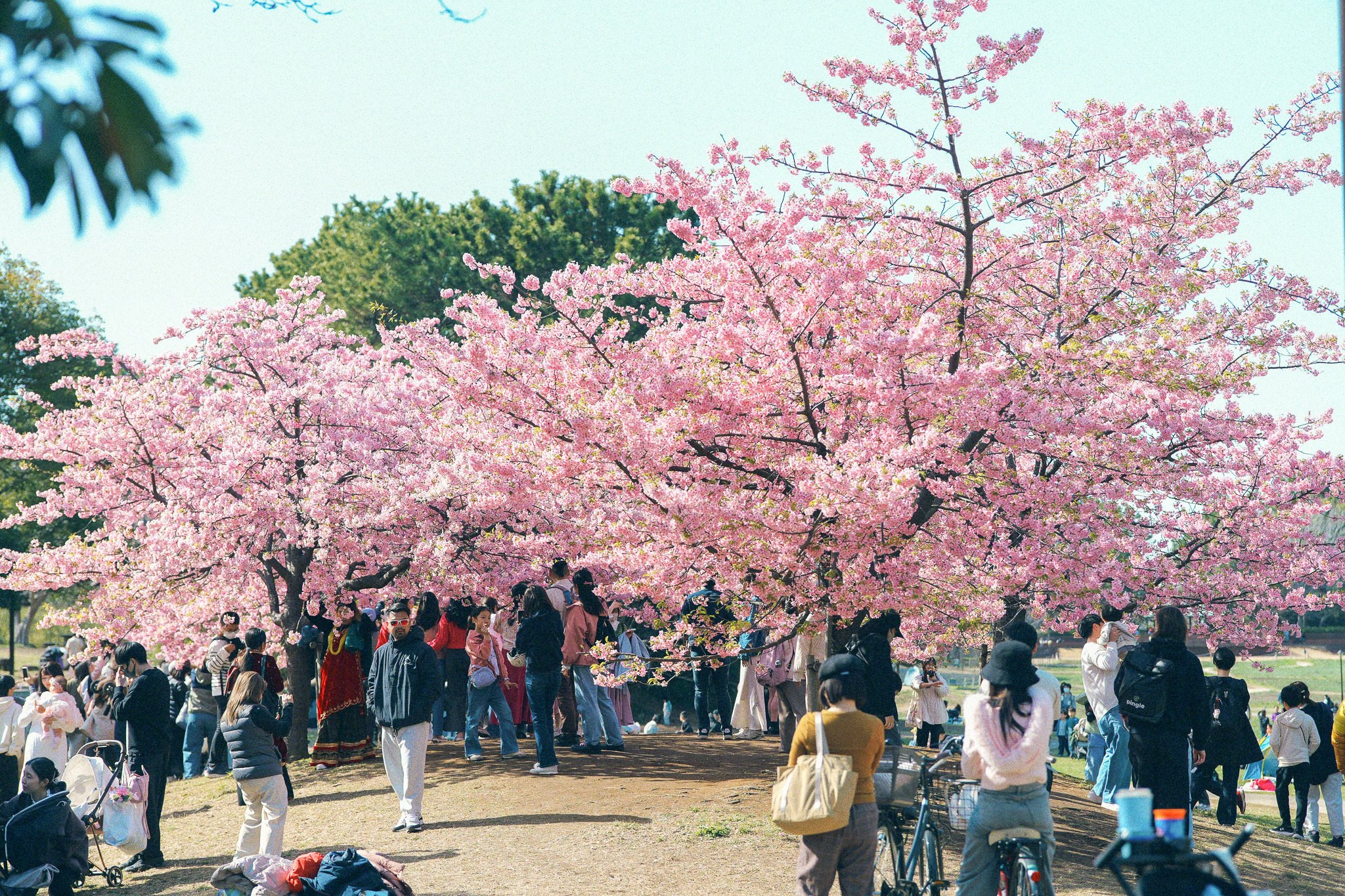 葛西臨海公園｜LUMIX S9｜架見あき