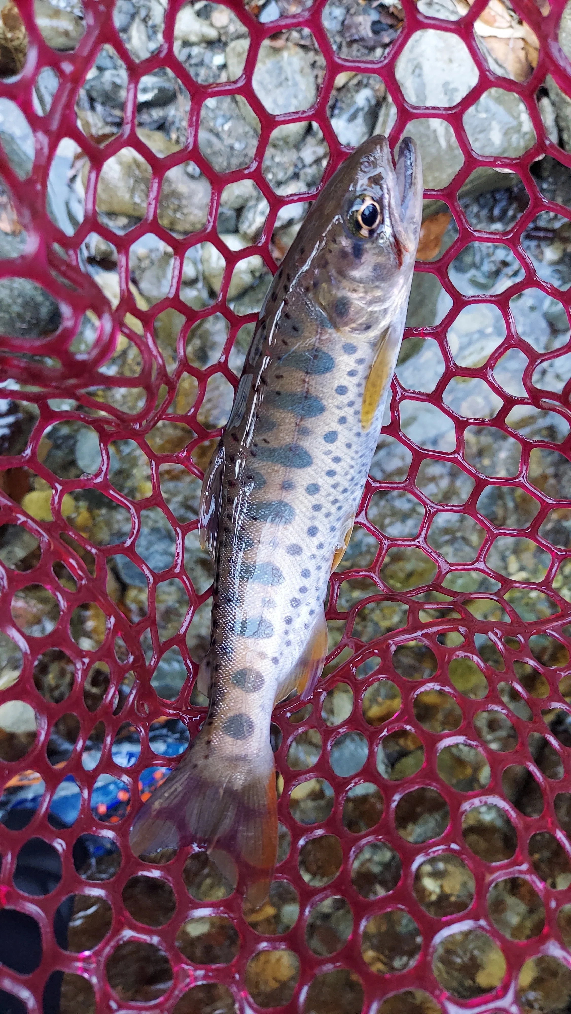 2026年3月1日渓流釣り解禁｜TROUT FREAK