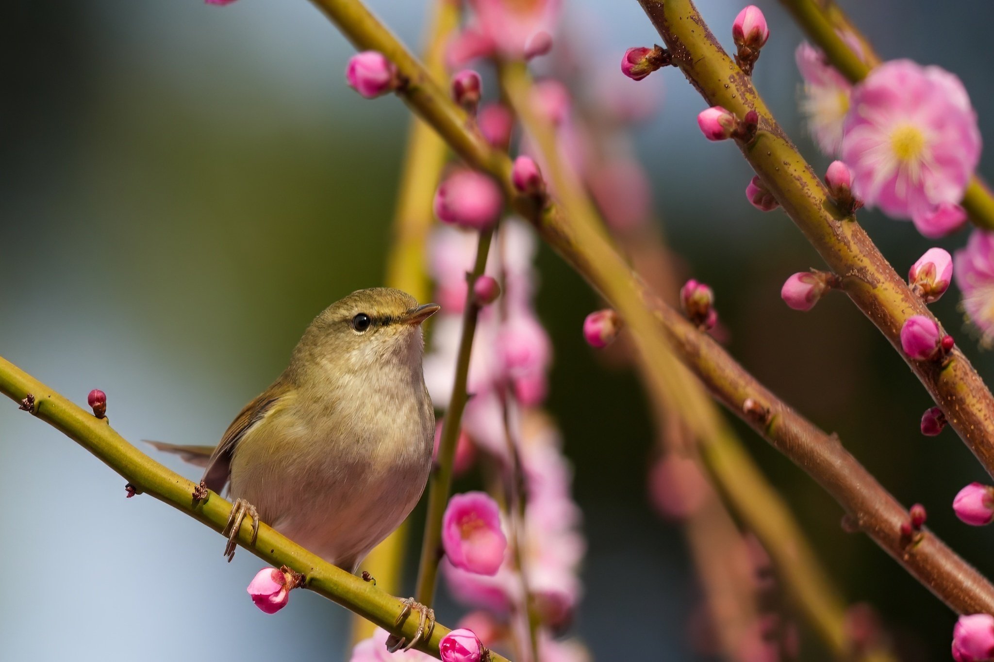 梅にウグイス(鶯)｜Miya