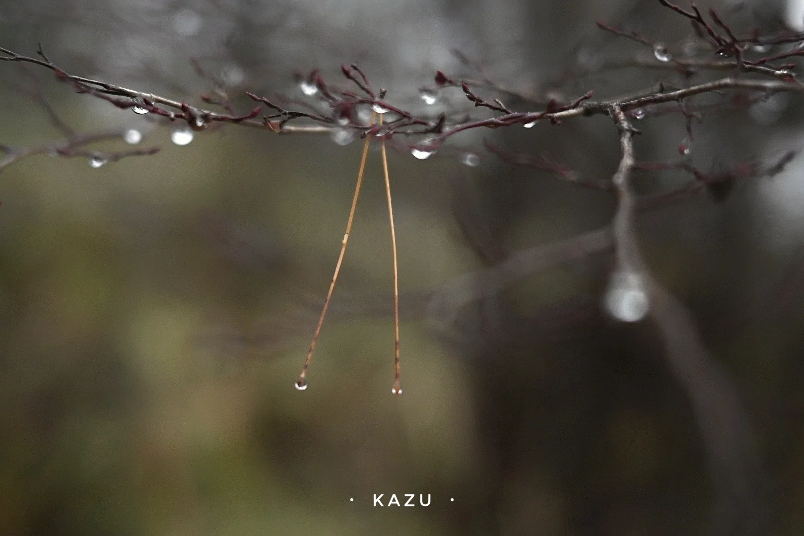せっかくの雨なので写真を撮ろう｜kazukame12