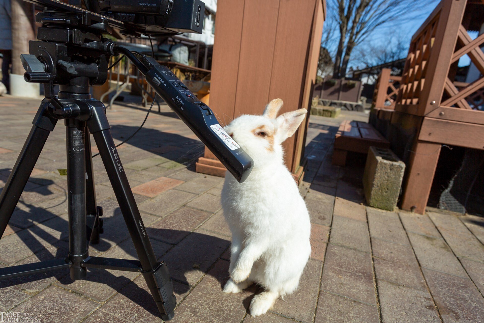 加賀市／月うさぎの里｜inoue1024