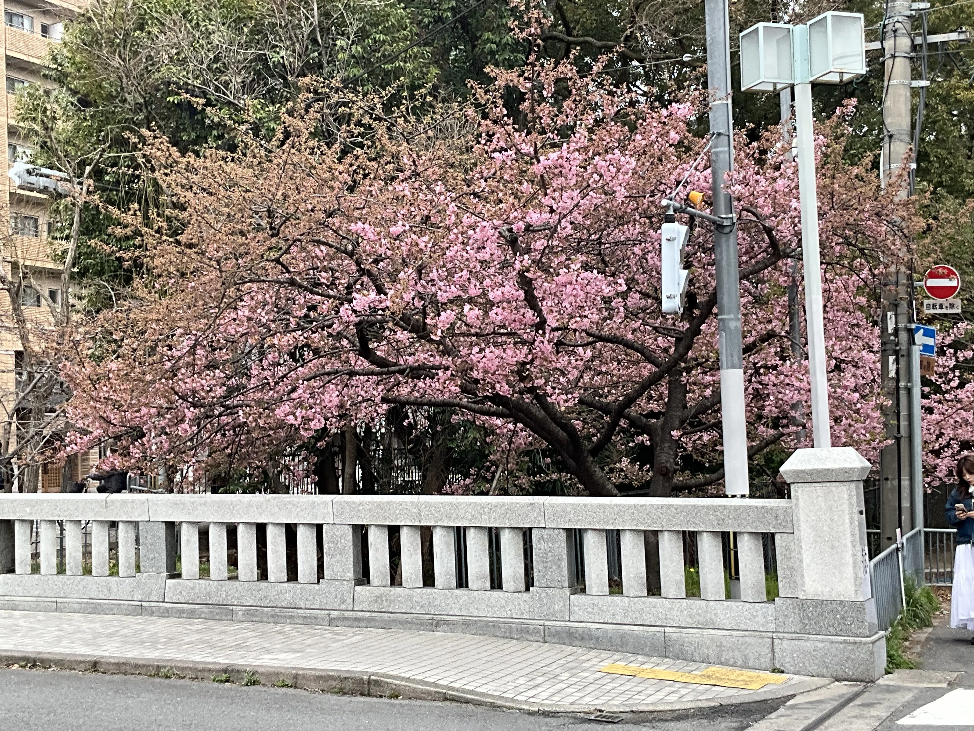 三分咲きの一条戻橋の河津桜：2026年3月2日（月）｜藤井秀昭（『京都