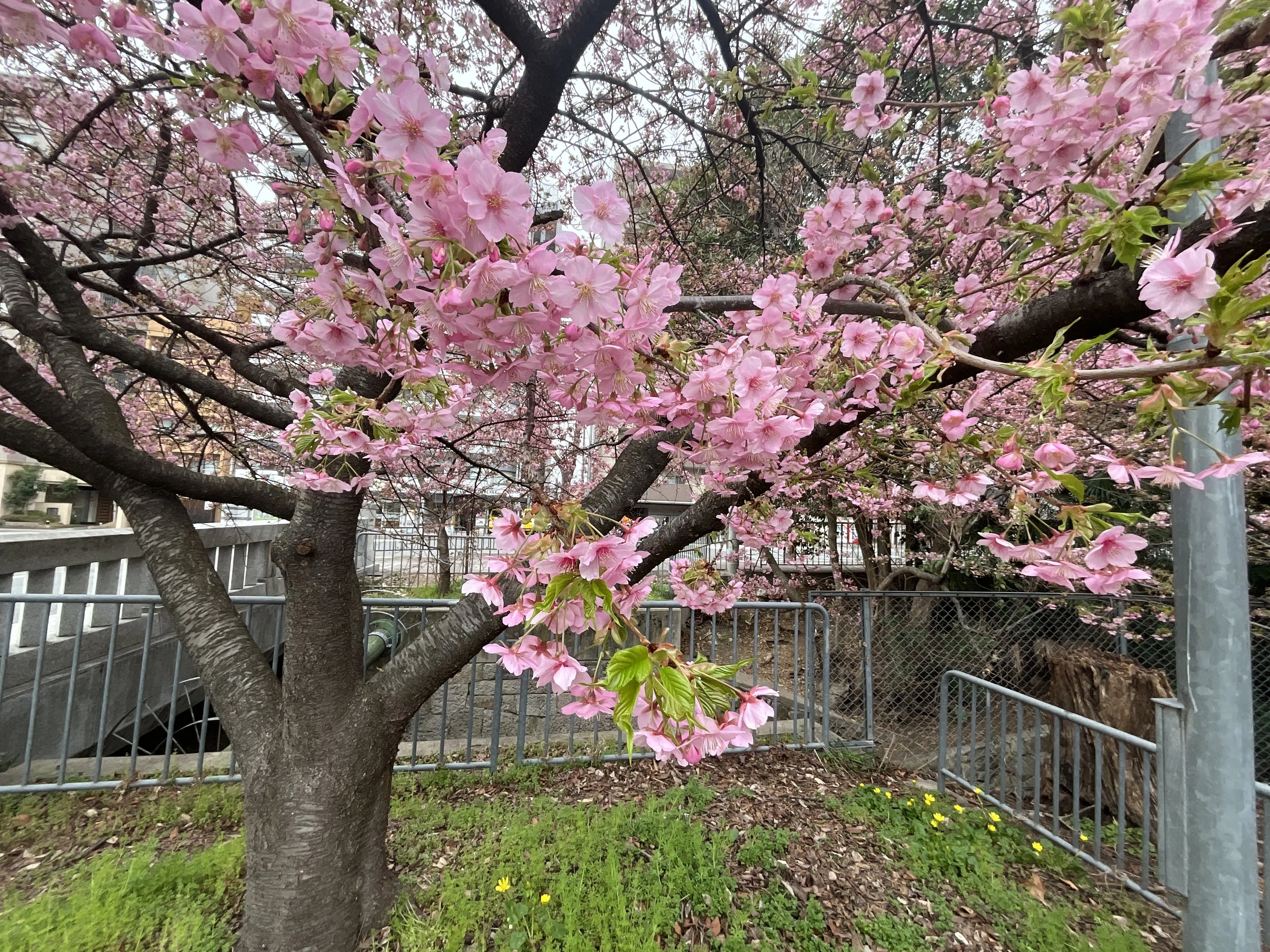 三分咲きの一条戻橋の河津桜：2026年3月2日（月）｜藤井秀昭（『京都