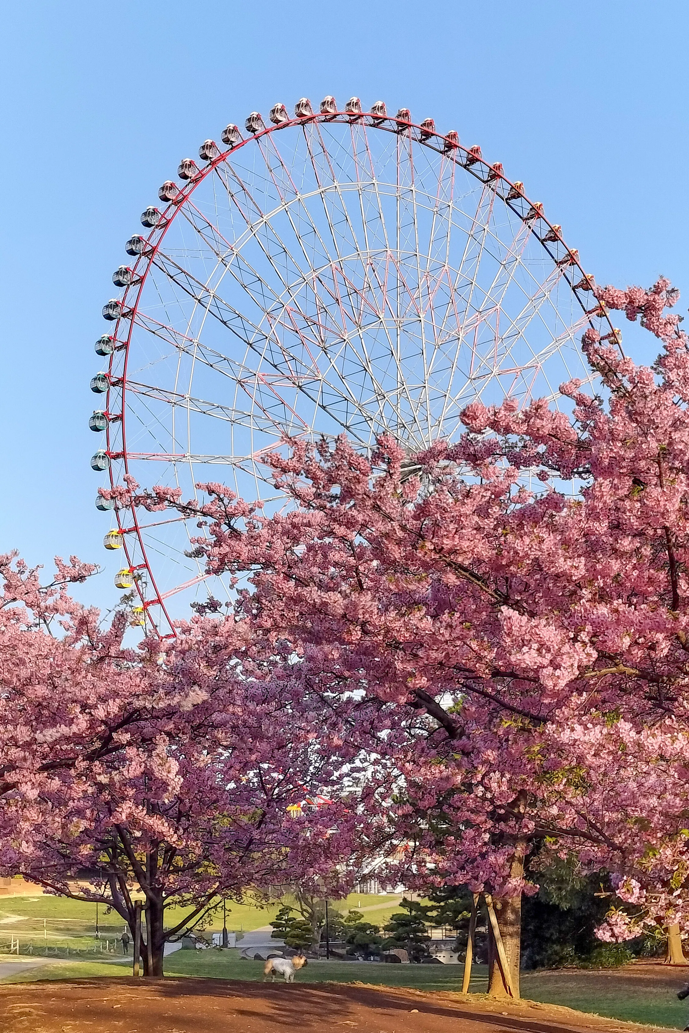 葛西臨海公園の河津桜｜Toru Shiratori