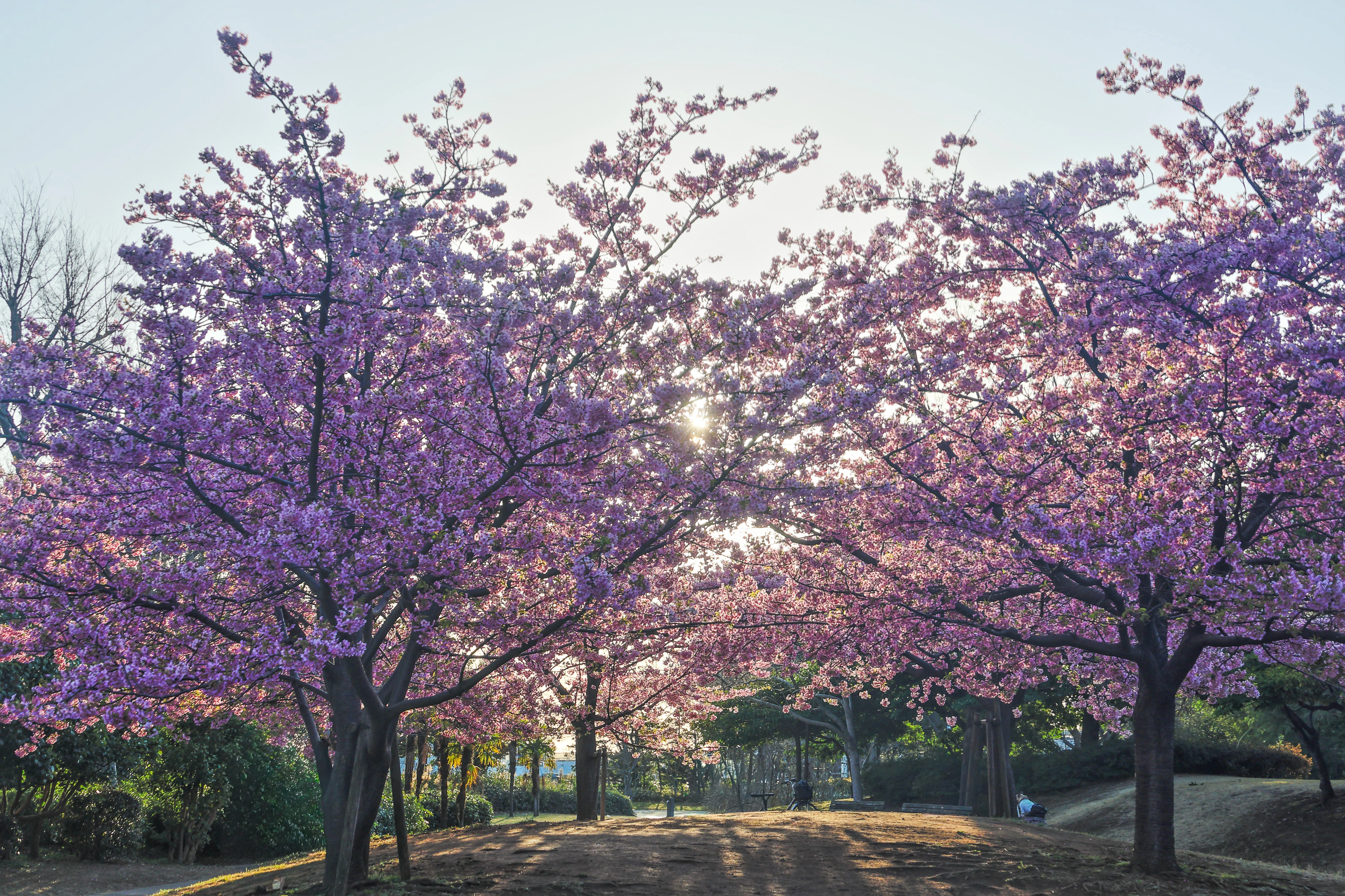 葛西臨海公園の河津桜｜Toru Shiratori