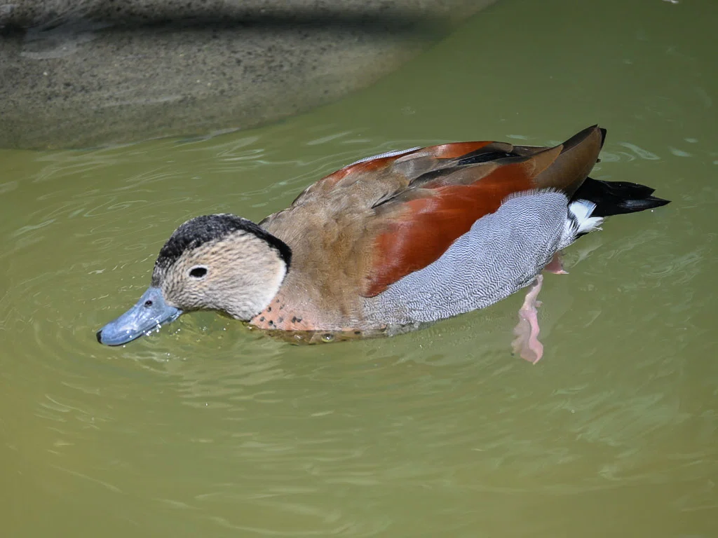 静岡｜日本随一のバードパラダイス・掛川花鳥園｜旅ひたき| Tabihitaki