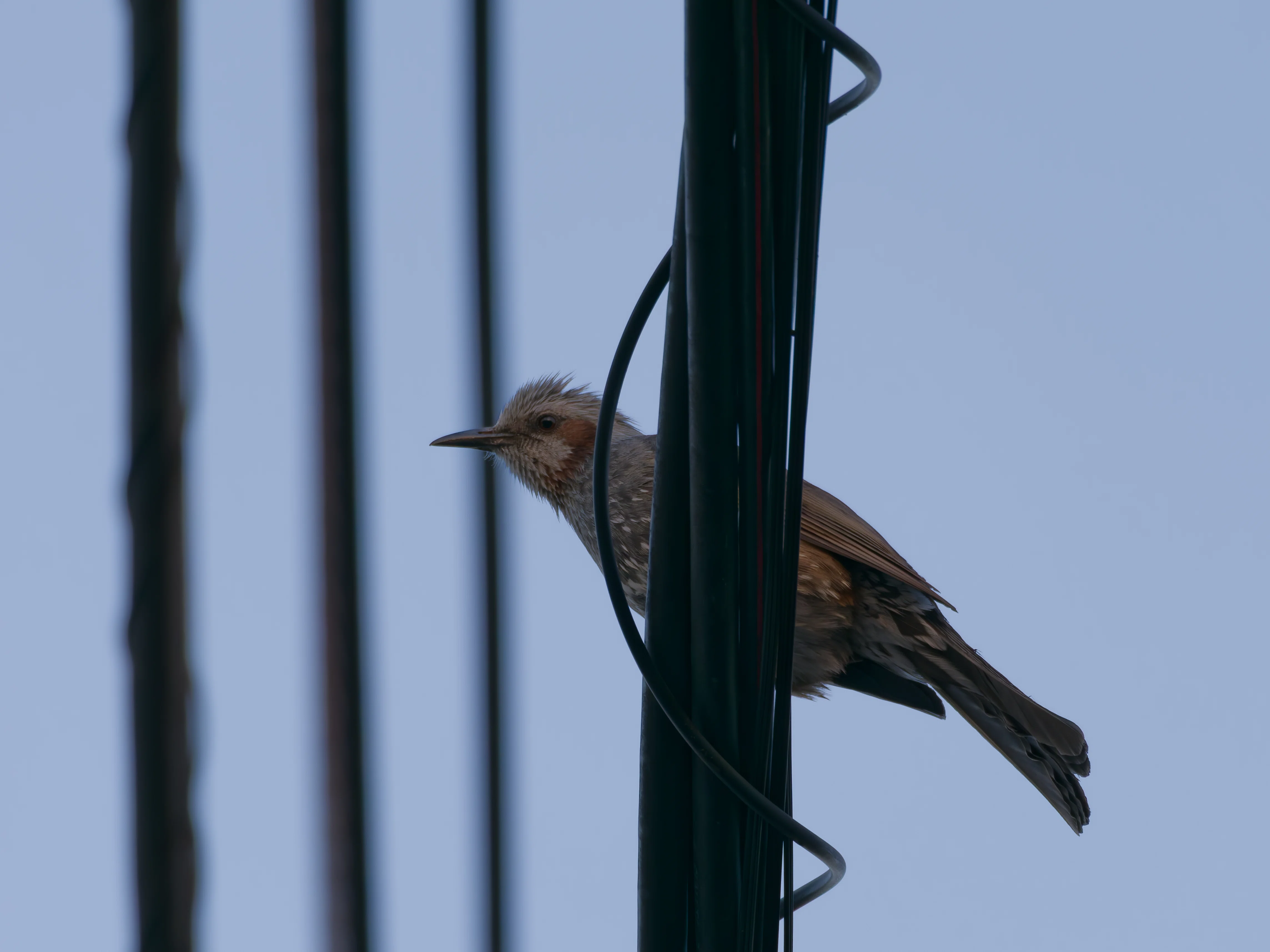 OM-3と軽量超望遠の75-300mmで野鳥とか。｜TakaPyon
