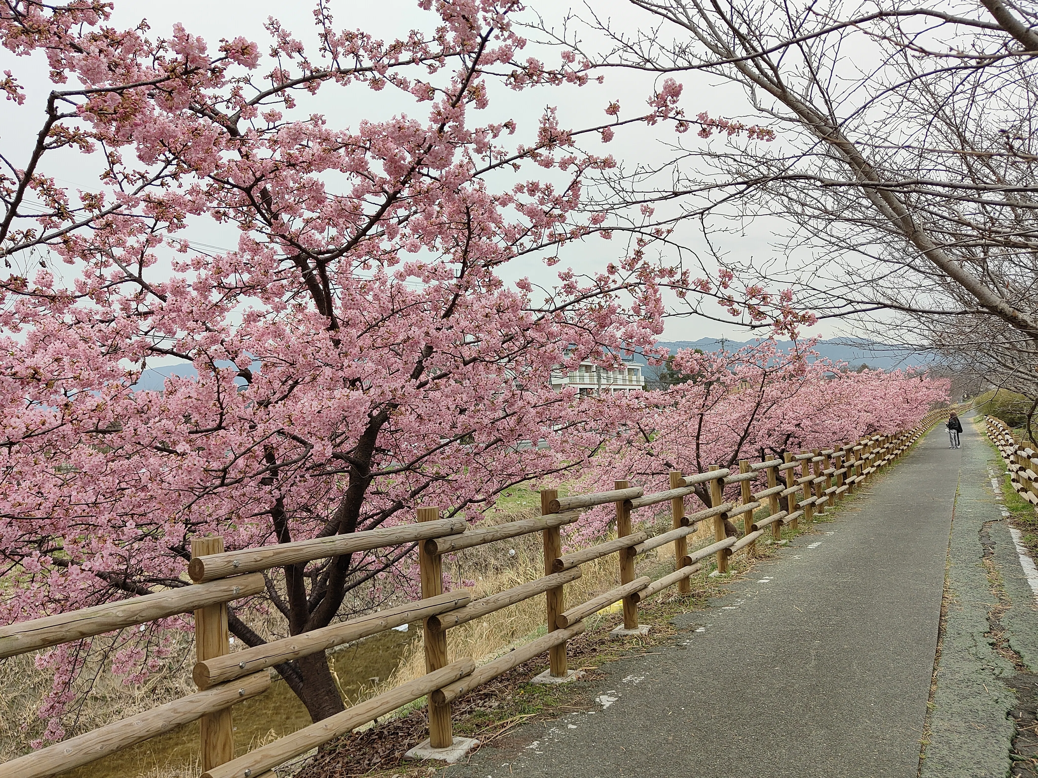 藤原京大橋の河津桜 ― 早春に染みていくピンクの風景｜としさん