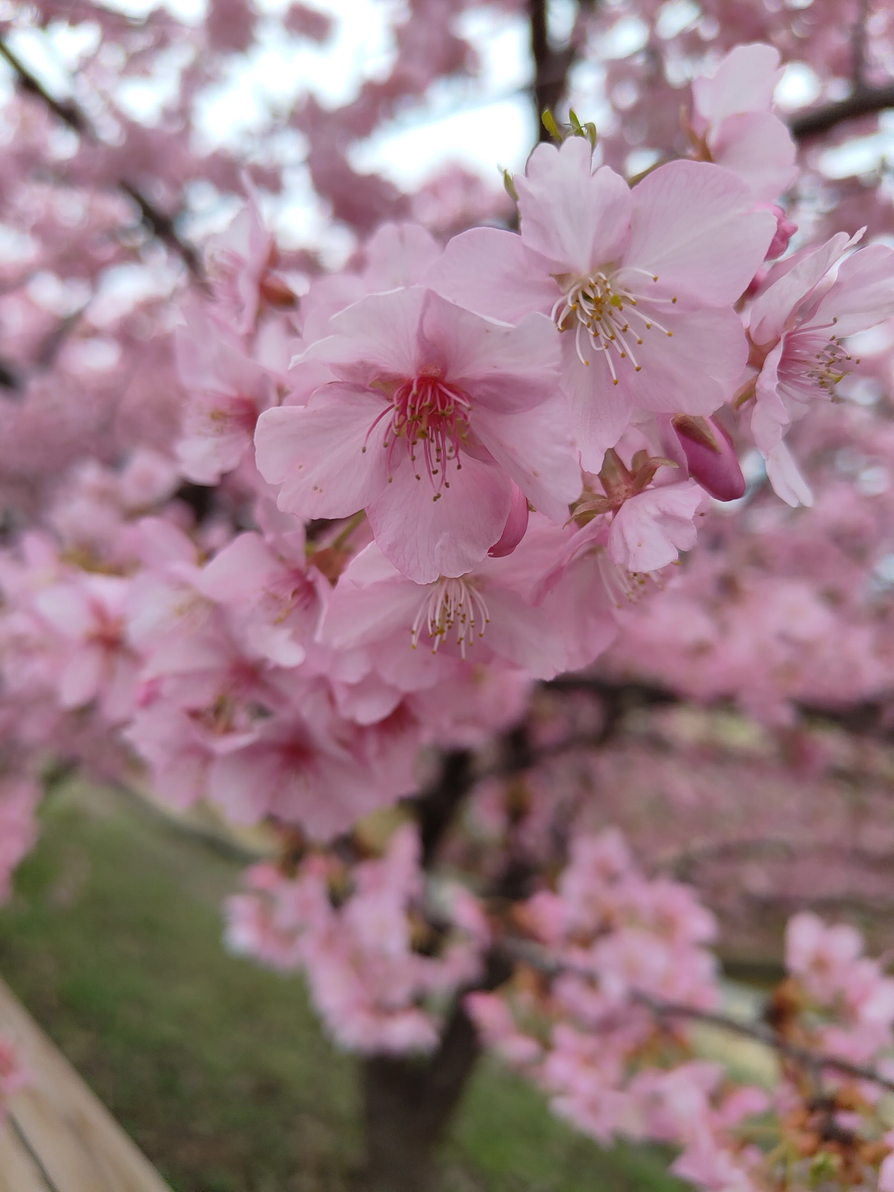 藤原京大橋の河津桜 ― 早春に染みていくピンクの風景｜としさん