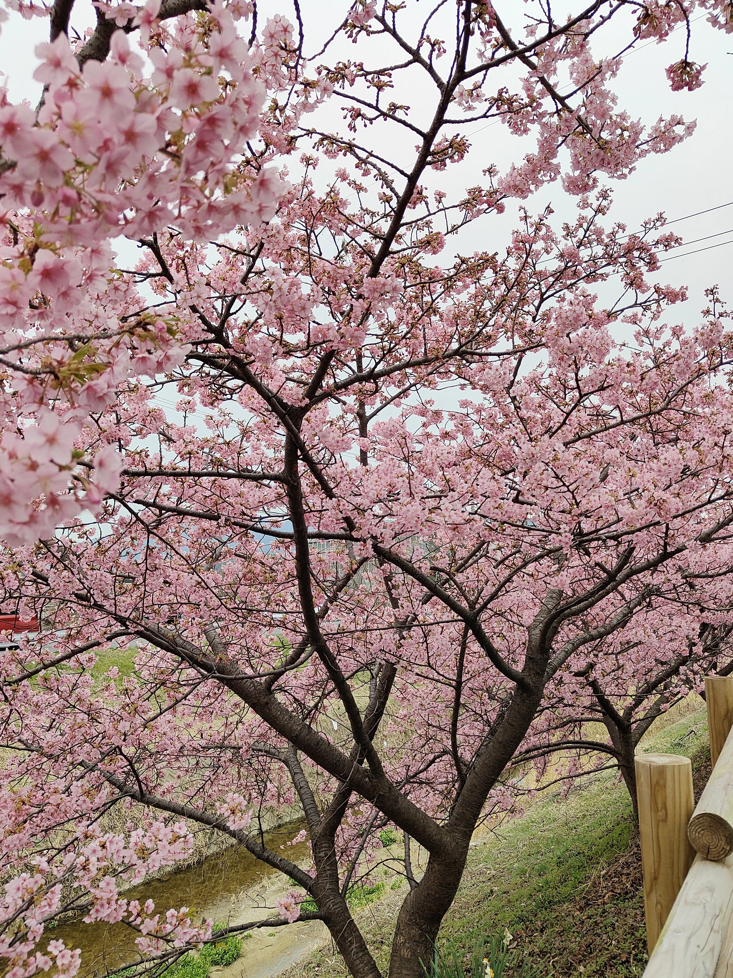 藤原京大橋の河津桜 ― 早春に染みていくピンクの風景｜としさん