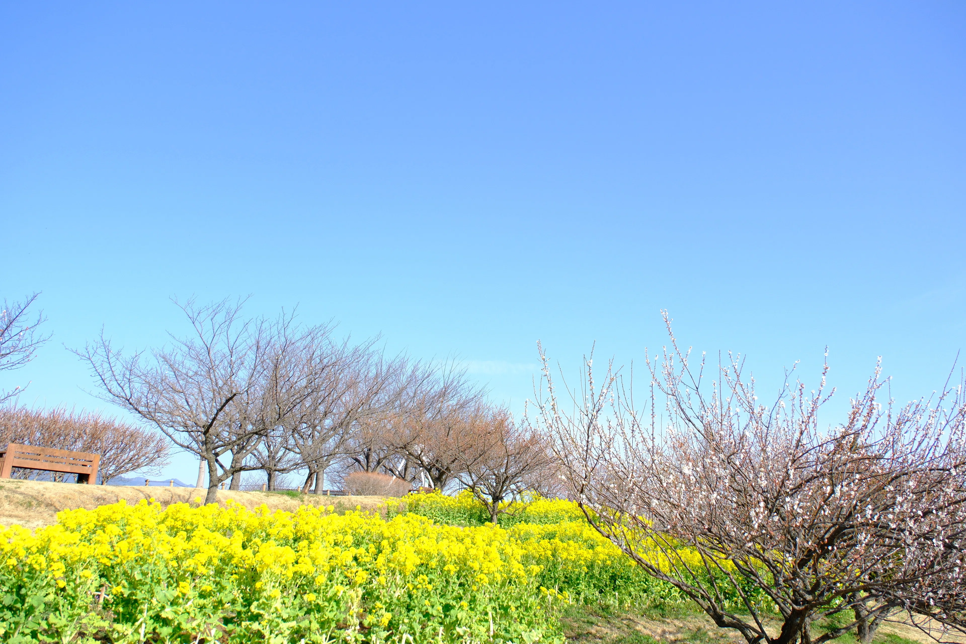 花の写真17｜河津桜と黄色い花(花菜ガーデン)｜kose0820