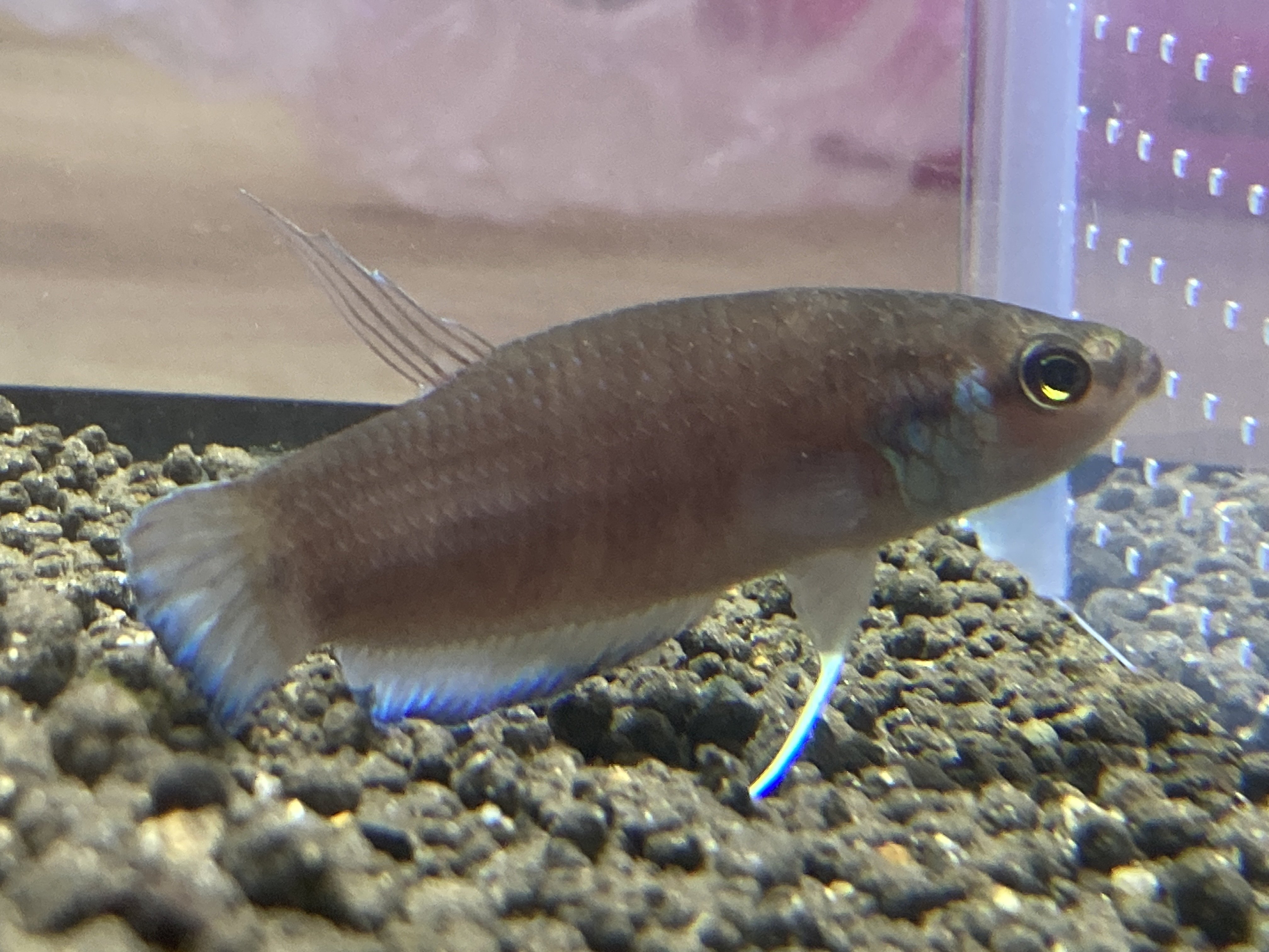 熱帯魚　ベタ　ワイルドベタ　マクロストマ　オスのみ ベタの最高峰】マクロストマについて飼育、注意点、繁殖等について