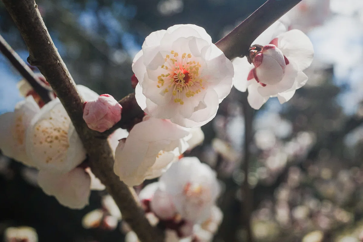 京都・東寺で撮影された、白い梅の花のクローズアップ写真。春の柔らかな光を透かしてふんわりと輝く白い花びらと、中心のほんのりとした赤みが、上品で可憐な美しさを放っている。