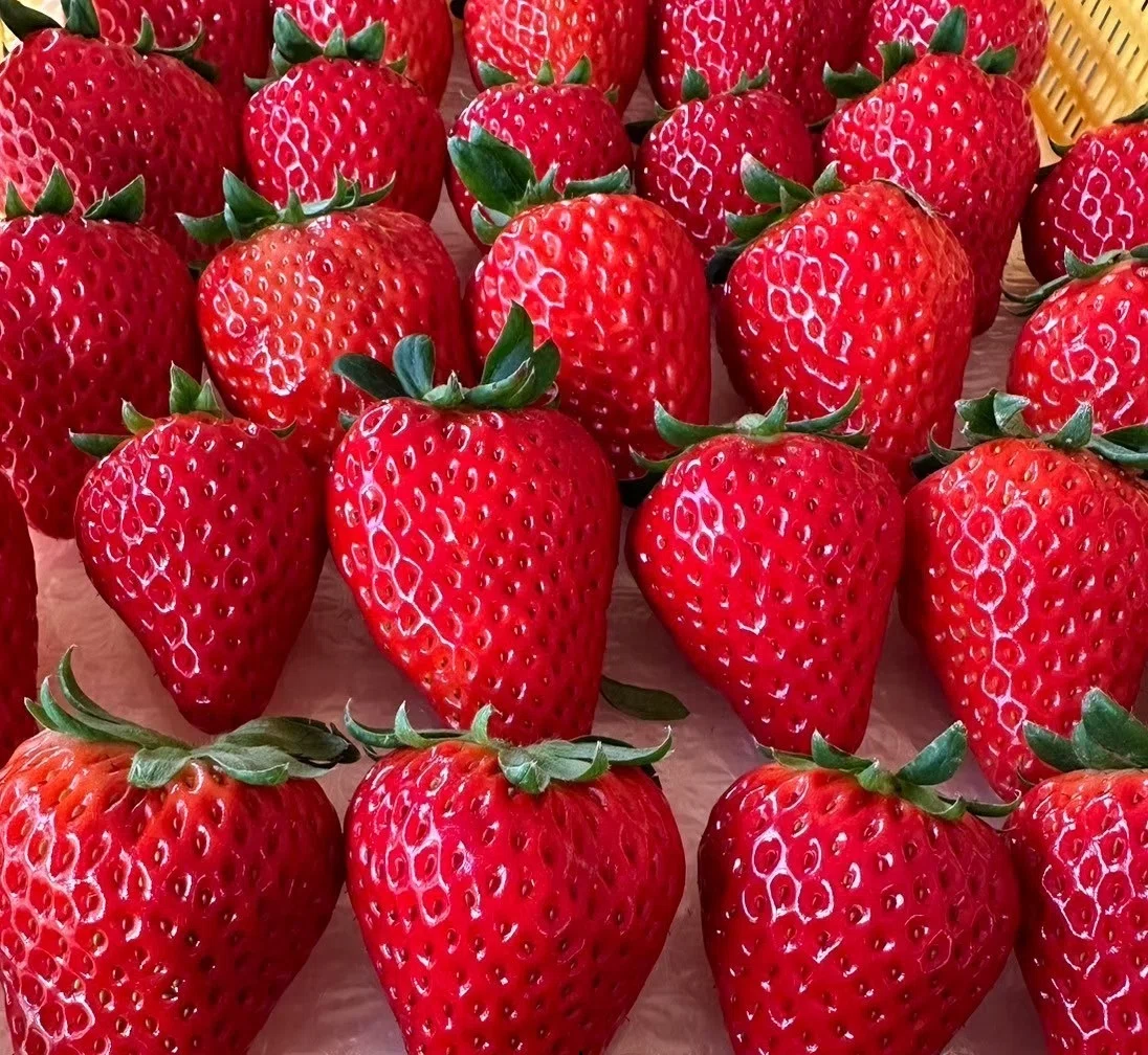🍓やくもファーム、Googleマップに登録されました！🍓｜やくもファーム公式
